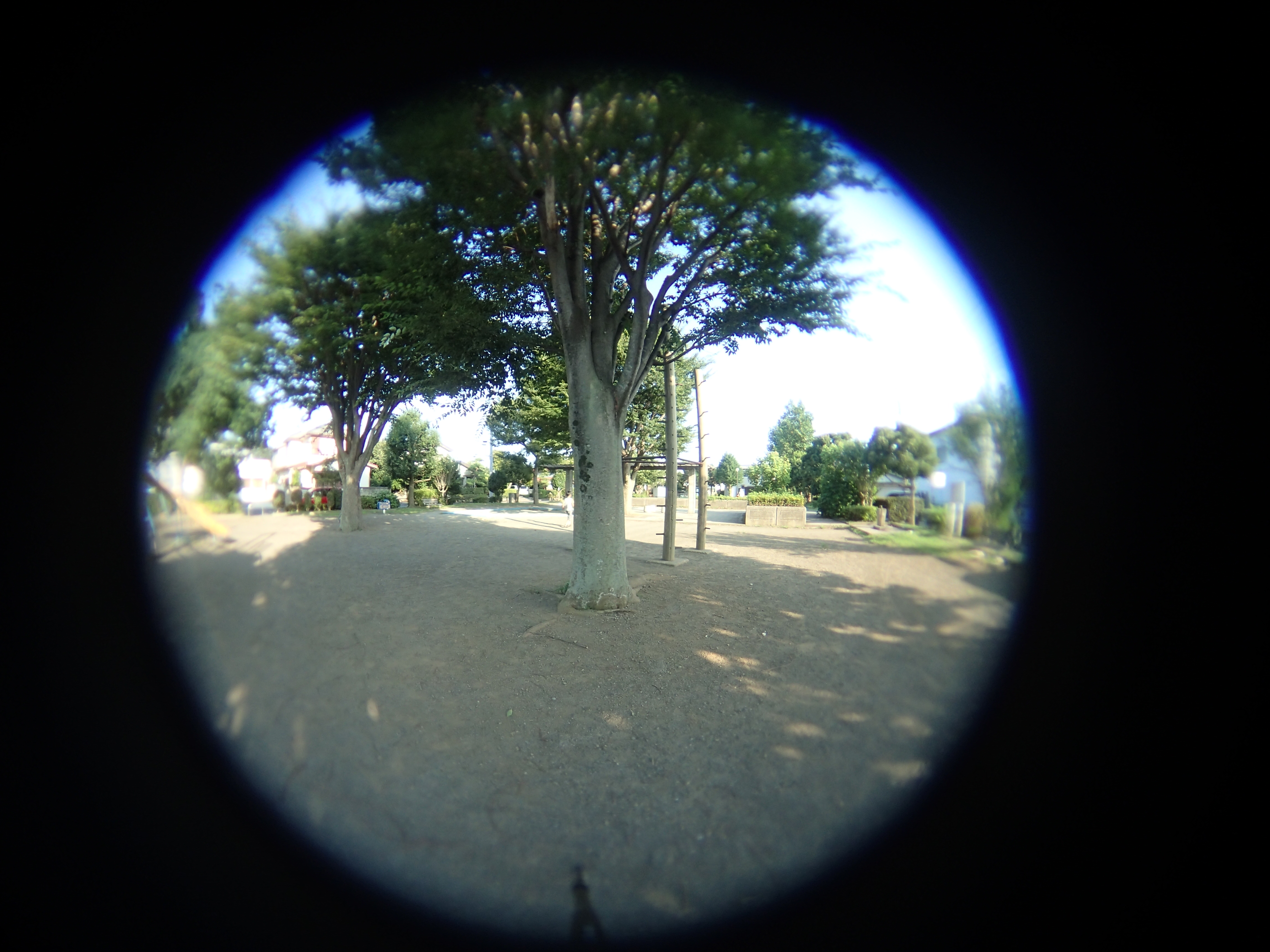 魚露目8号による円周魚眼写真。画角180度のため三脚の足が映り込んでいる。画面中心はまずまずシャープだが、周辺がぼけている。これは球面収差で、画面の中心と周辺とでピント位置がずれているのだ。しかしそのおかげで、画面中心で至近距離の虫にピントを合わせると、同時に周辺部の遠景にピントが合うのだ。これは魚露目8号ならではの利点の1つだ