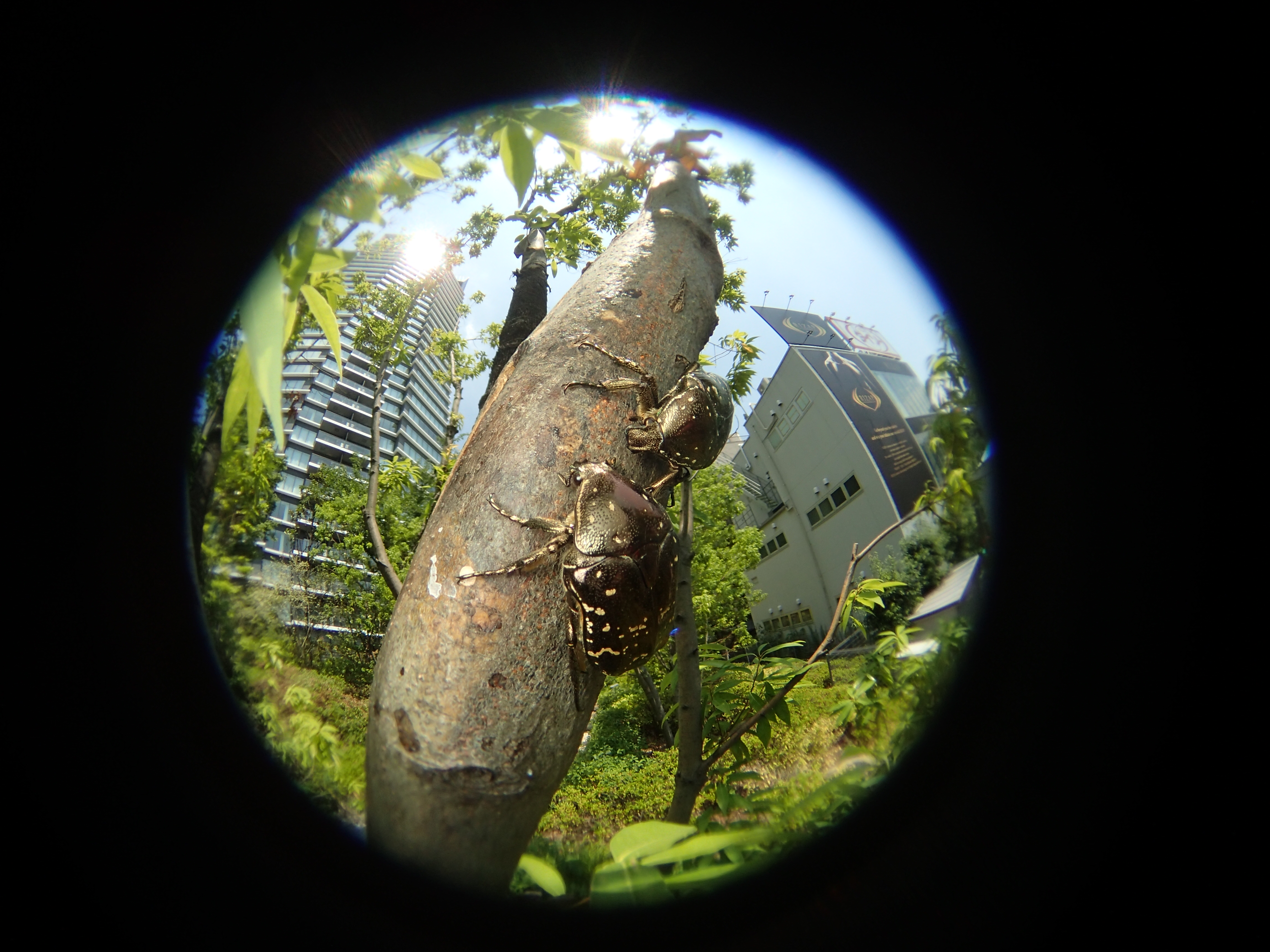 東京の都会のど真ん中、新宿3丁目界隈で虫探しをしてみたのだが、シロテンハナムグリが見つかって驚いた。カシの樹液を吸っているが、普通は雑木林で見られる虫だけに、マンションとの対比が面白い。新宿御苑などから飛んできた可能性もある