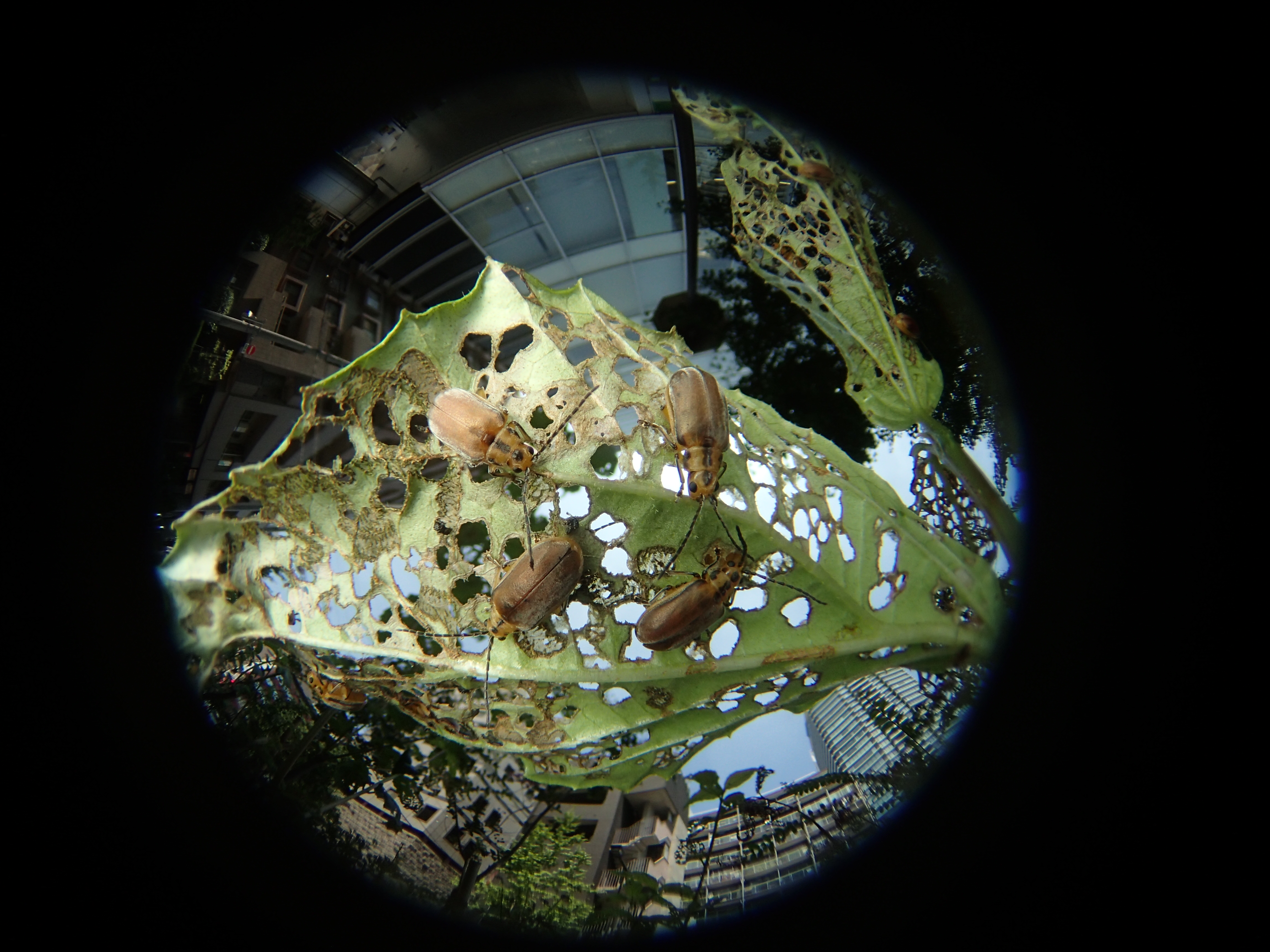 ガマズミの葉にサンゴジュハムシがたくさん止まっていた。増えすぎたようで、葉っぱを食い尽くして穴だらけになっている。いっぽう人間も増えすぎて、壁が穴だらけのビルを建設し、その中に住んでいる