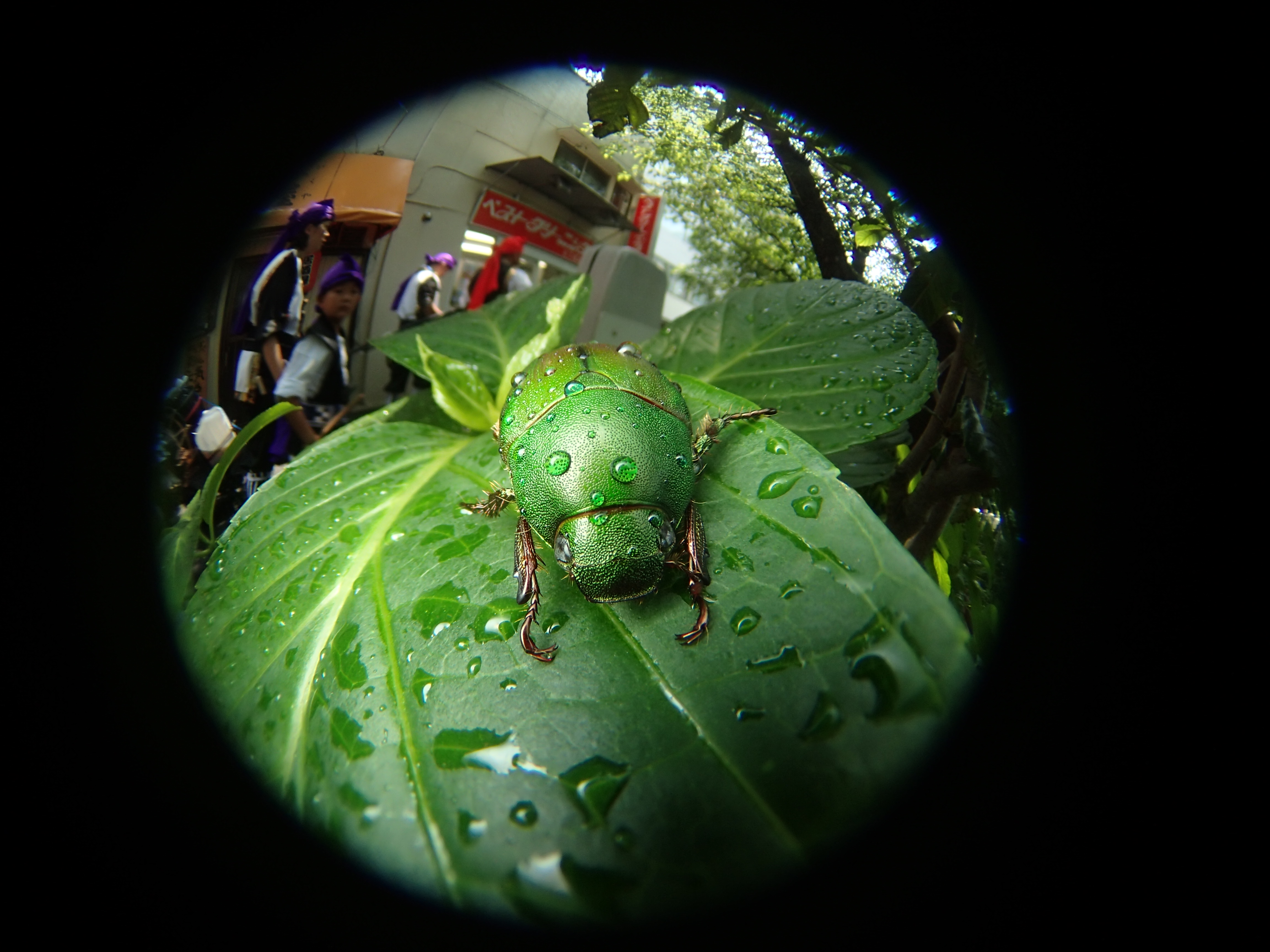 アオドウガネというコガネムシの一種が、アジサイの葉に止まっていた。濡れているのは近所の人が植え込みに水やりをしたから。東京の街はいたるところに植え込みがり、よく見るといろいろな昆虫が棲息している。金属的な緑色が工芸品的に美しい虫だが、このような自然の造形物を人間はコピーしていると言える