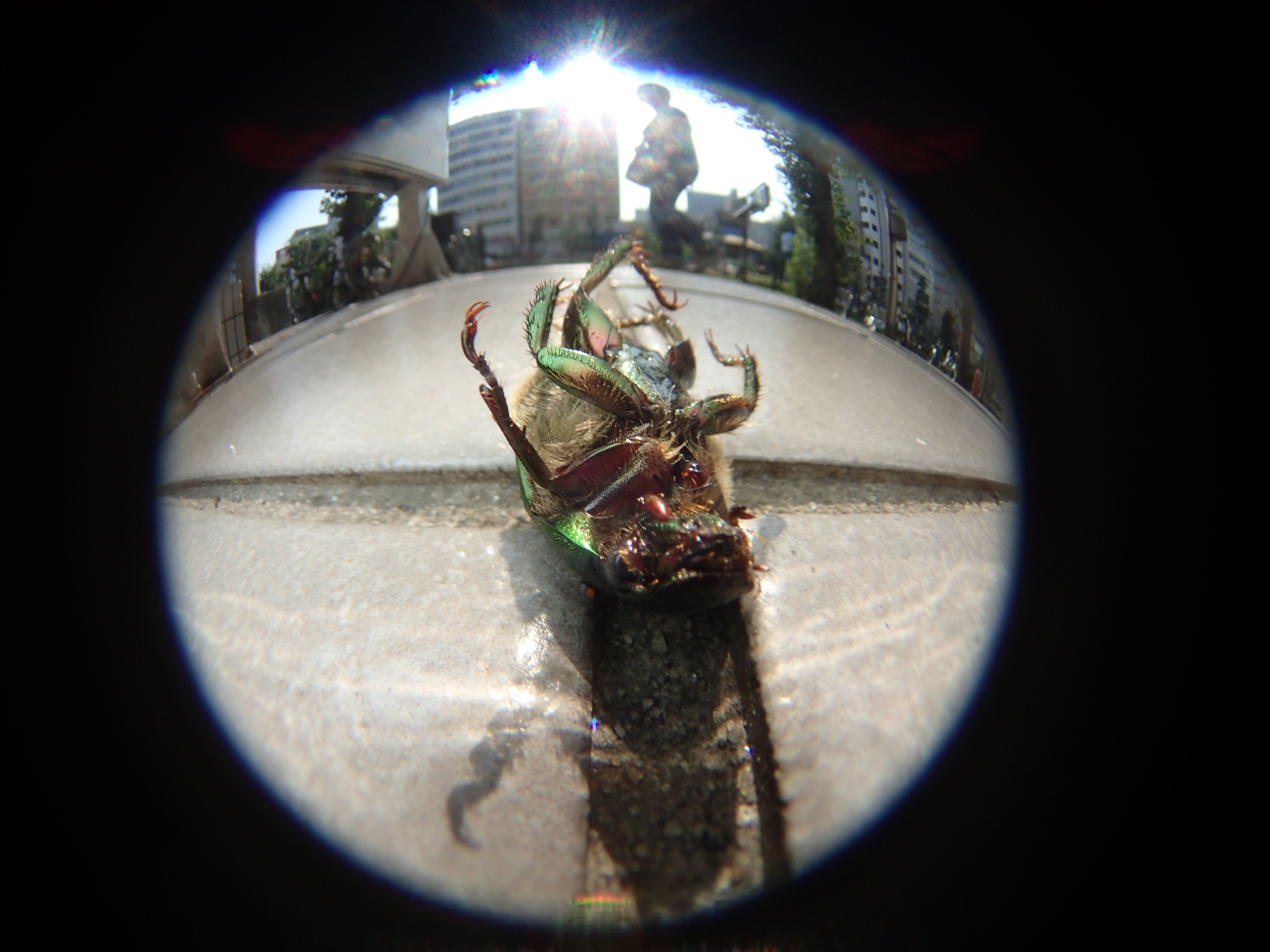 コガネムシが新宿の路上でひっくり返って死んでいた。都会の暑さは昆虫たちにとっても過酷のようだ。“生”があれば“死”があって当然だが、現代社会において後者は表面から隠されている