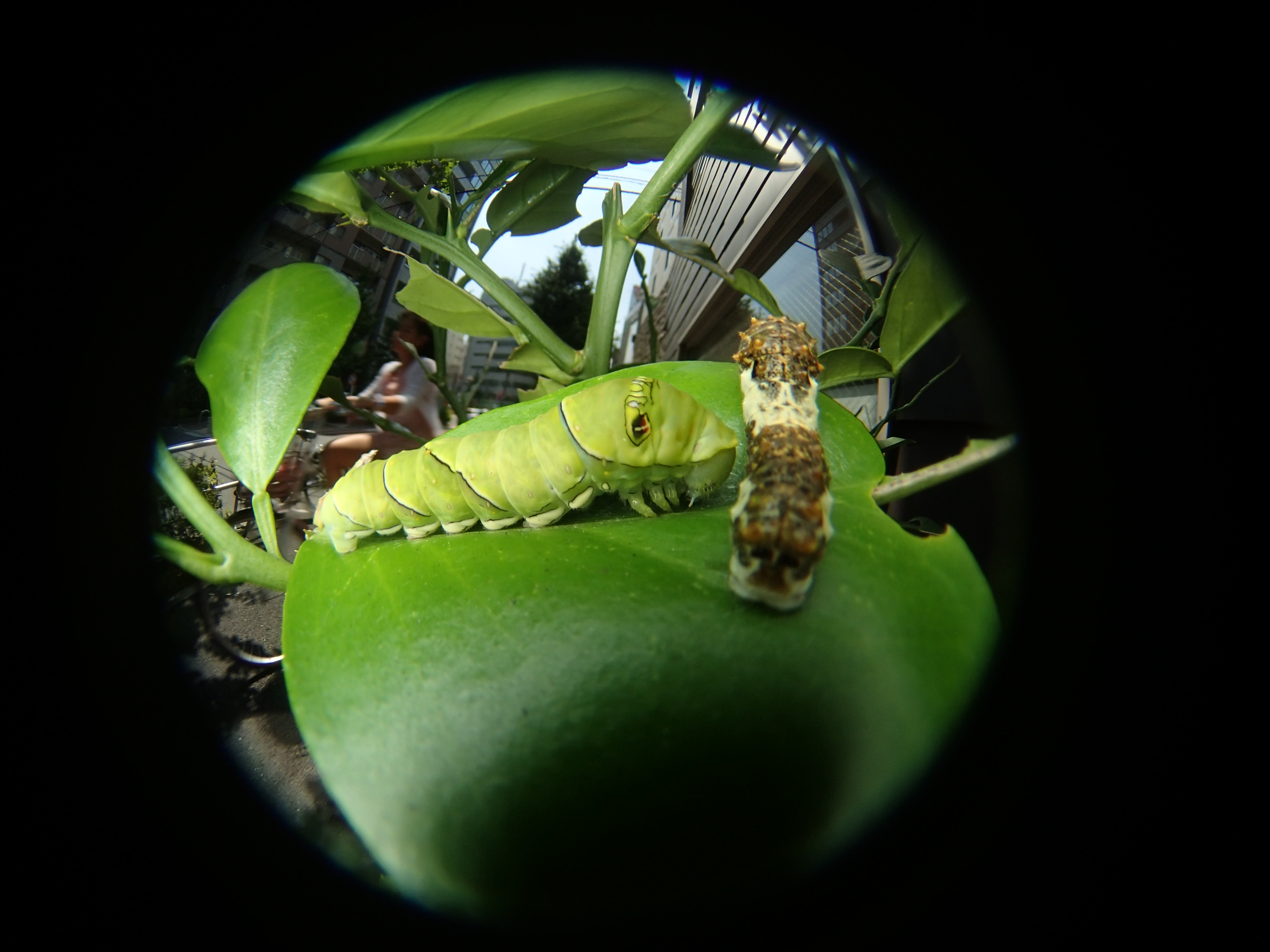 ミカンの葉にイモムシが2匹止まっている。模様は違うが両方ともアゲハチョウの幼虫だ。右の「四齢幼虫」は鳥のフンに擬態しており、脱皮すると左のような緑色の「終齢幼虫」になる。昆虫の擬態は捕食者である鳥の目を欺くためのものだが、これを写実絵画の起源だと見ることもできる