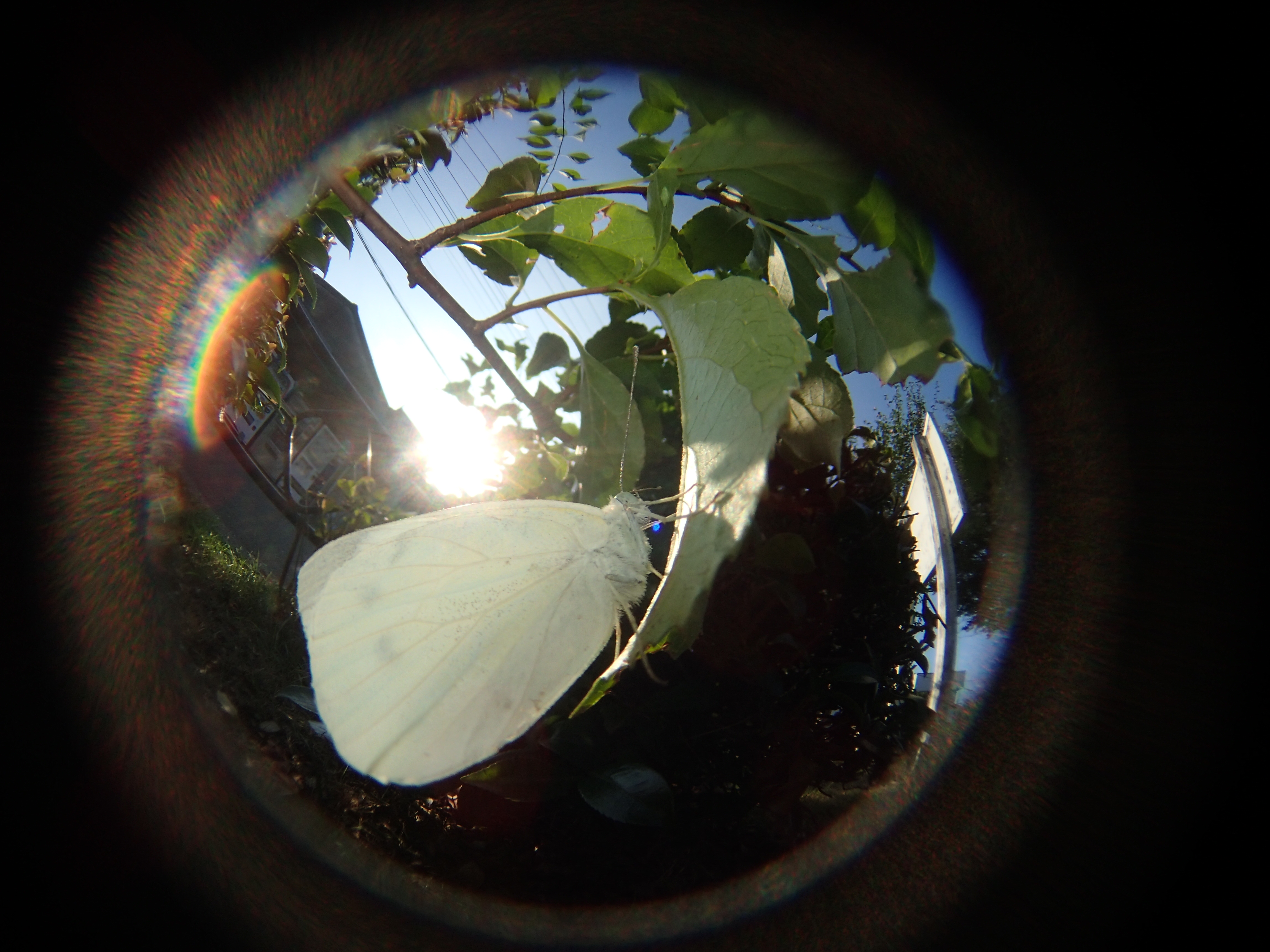 こちらは自宅近所の藤沢市での撮影。モンシロチョウが、そろそろ眠りに就くであろう夕方に、木の葉に止まっていた。完全な逆光で太陽が画面内に入っているが、目障りなゴーストやフレアは良く抑えられていると言えるだろう