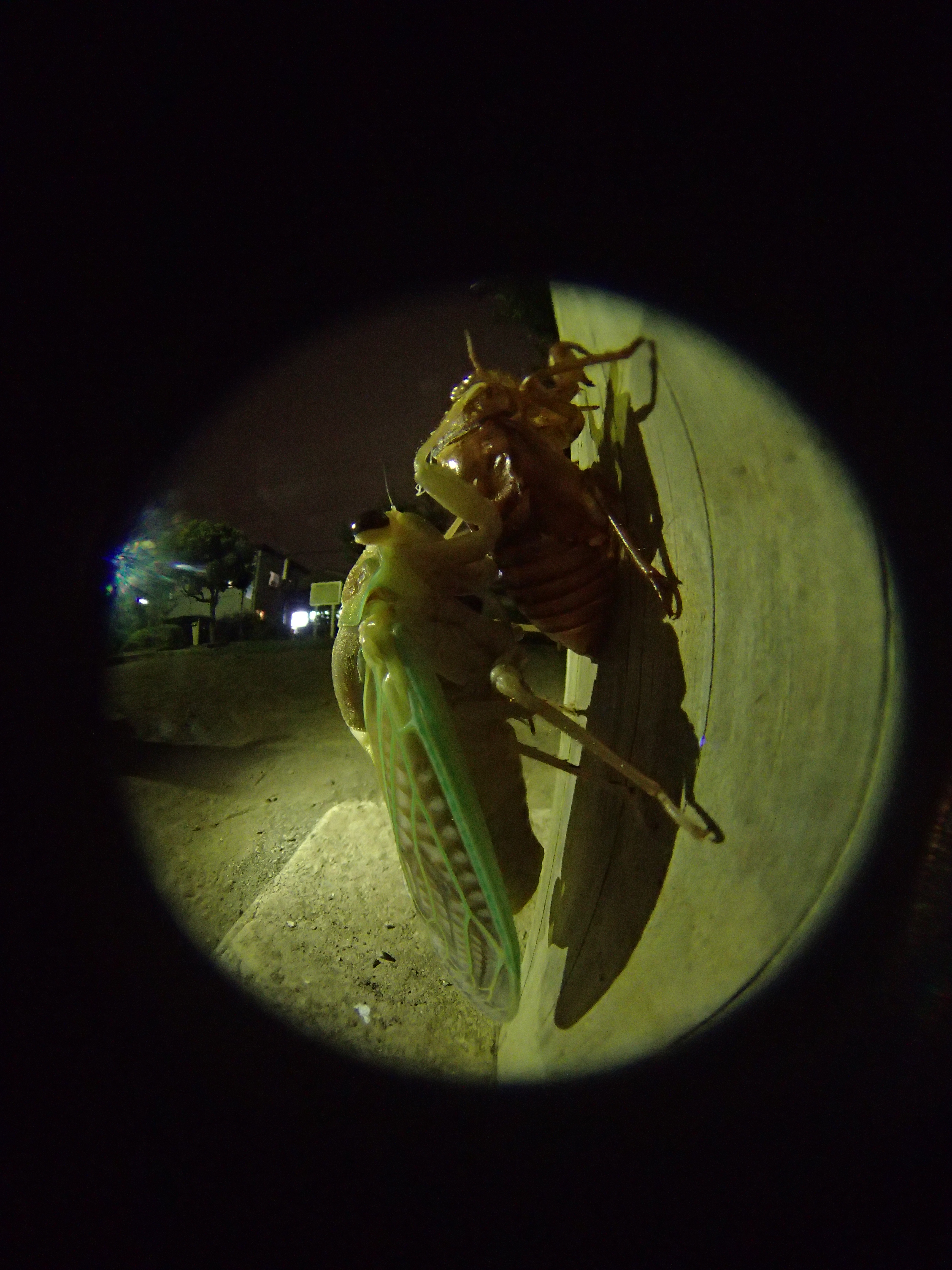 夜の自宅近所の公園にて。遊具に捉まりながら羽化するアブラゼミ。ストロボは明るすぎるのでオフにして撮影。しかしそのままでは暗すぎてAFも利かない条件だったため、iPhoneのLEDライトを照明に利用してみた。ある程度距離をとって照明したため、自然な感じに撮影することができた。ISO800でシャッター速度1秒だが、三脚は使用せず、カメラを遊具に押し当てながら手持ちで撮影した。その際手ブレ補正機能はOFFにした方が、かえってブレのない写真が撮れる
