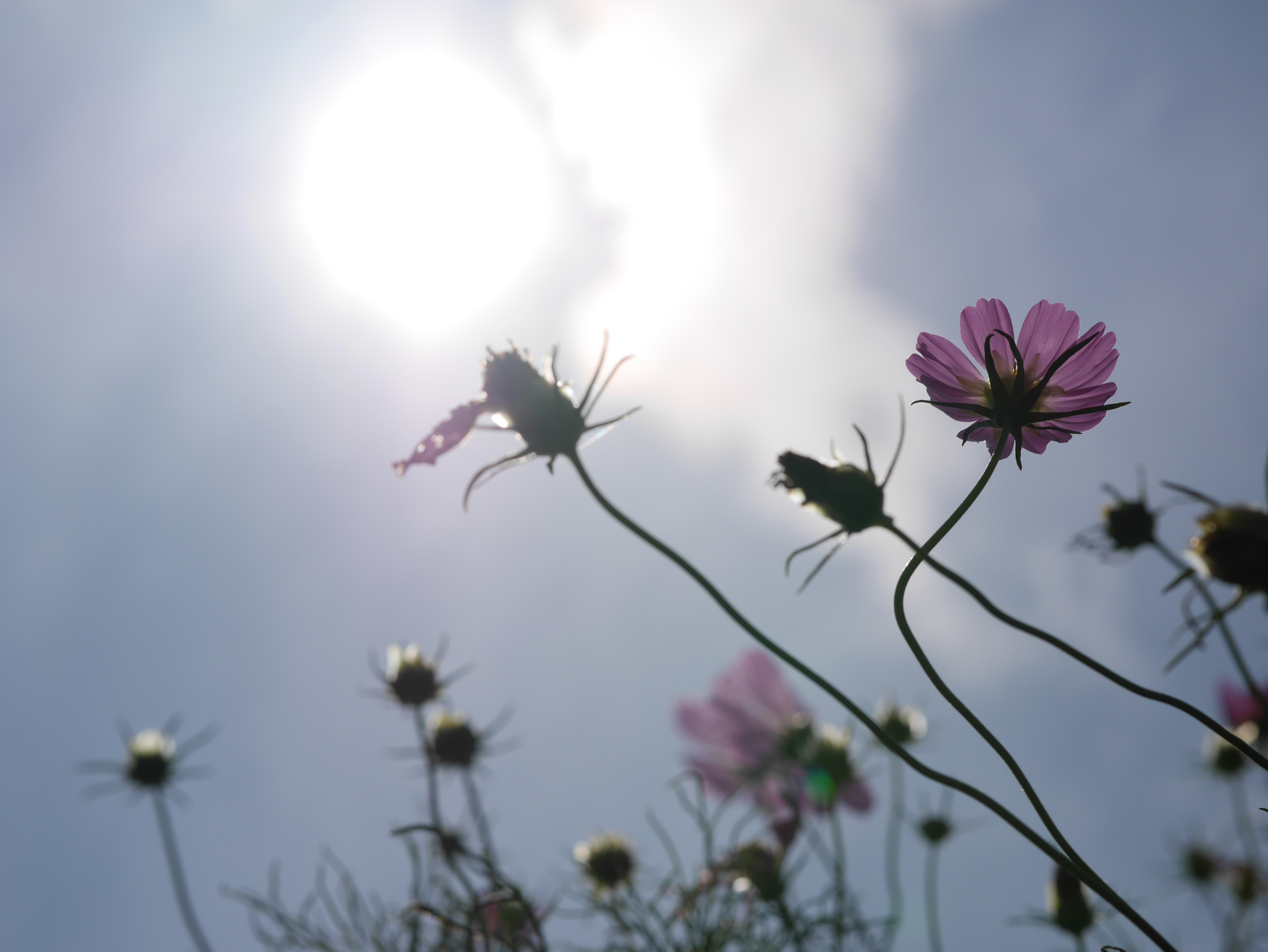 太陽が画面内に入る逆光で撮影。DMC-GX7 / 1/6,400秒 / F5.6 /  1EV / ISO200 / 絞り優先AE / 42.5mm