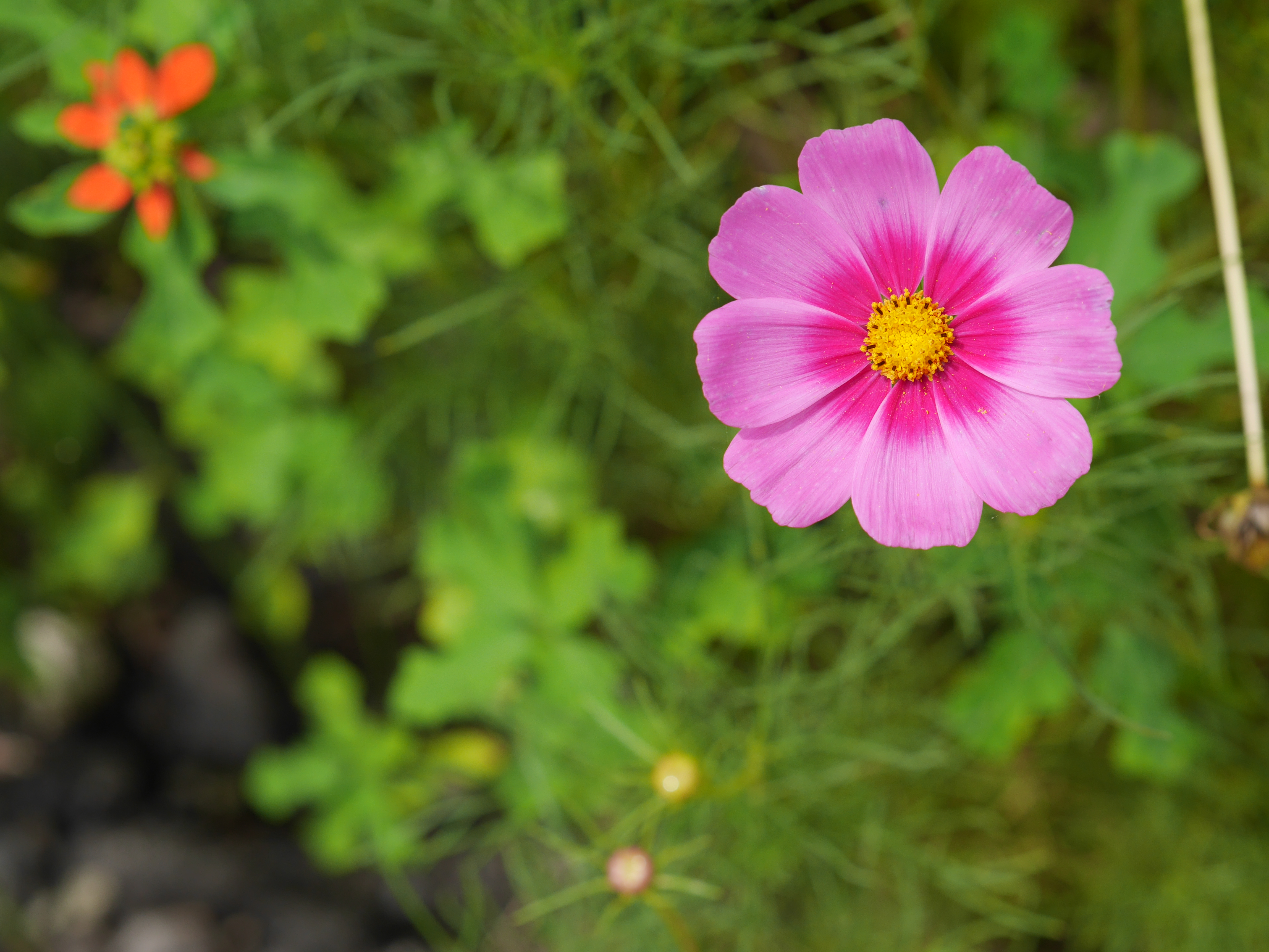 最短撮影距離付近で花を撮影した。F4まで絞って花全体にピントをしっかり合わせている。しべの部分など圧倒的な解像感に驚かされる。DMC-GX7 / 1/1,300秒 / F4 /  0.3EV / ISO200 / 絞り優先AE / 42.5mm