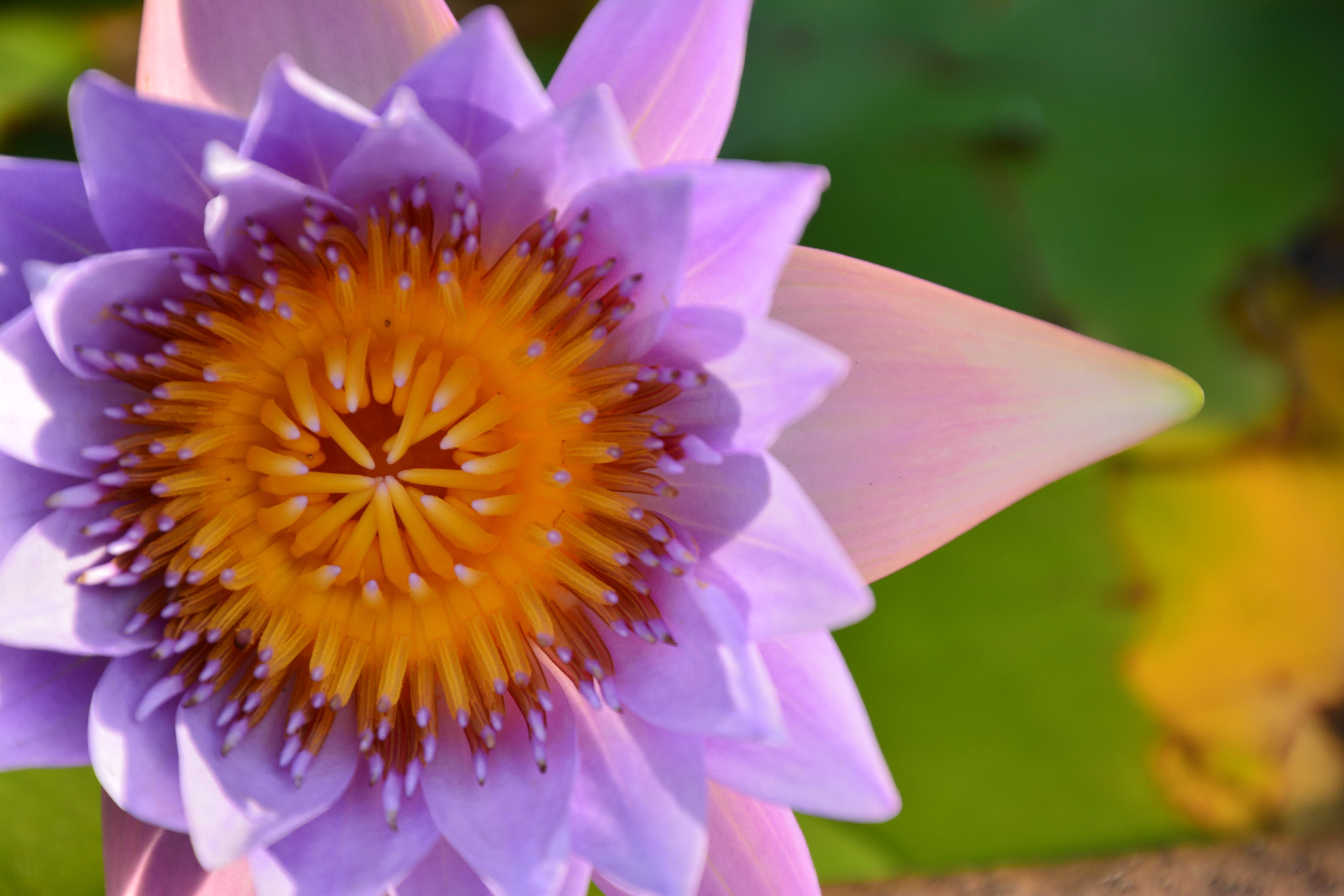 最短撮影距離39cmで撮影すれば、小さな蓮の花もここまで大きく撮影することができる。D7100／16-300mm F/3.5-6.3 Di II VC PZD MACRO／絞り優先／ISO100／F7.1／1/100秒／+0.3EV／WB:晴天／300mm