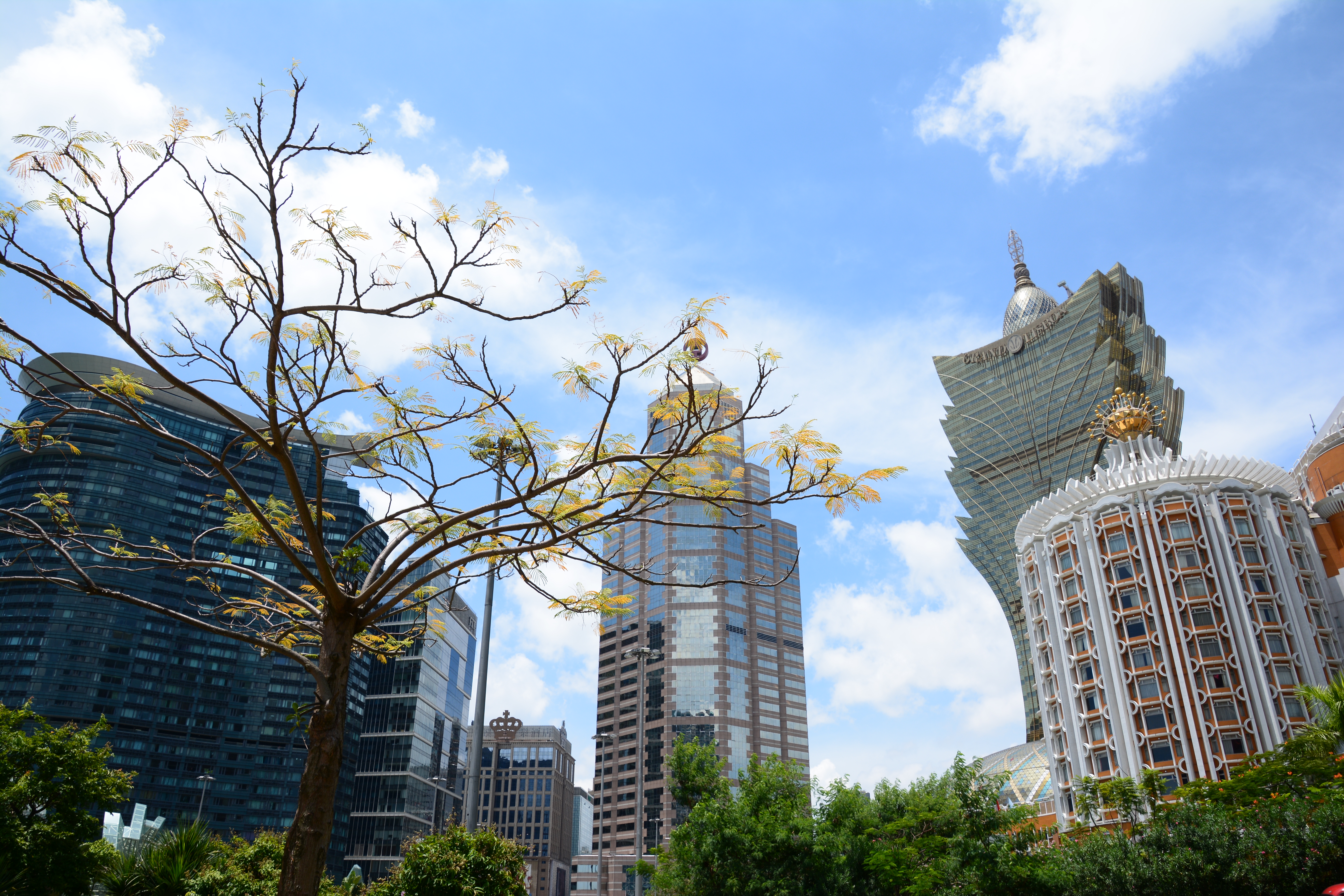 バス停付近にあった味のある木を撮影した。木の細かい部分までしっかりと描写していおり葉っぱの形状までしっかり解像している。D7100／16-300mm F/3.5-6.3 Di II VC PZD MACRO／絞り優先／ISO100／F8／1/320秒／0EV／WB:晴天／16mm