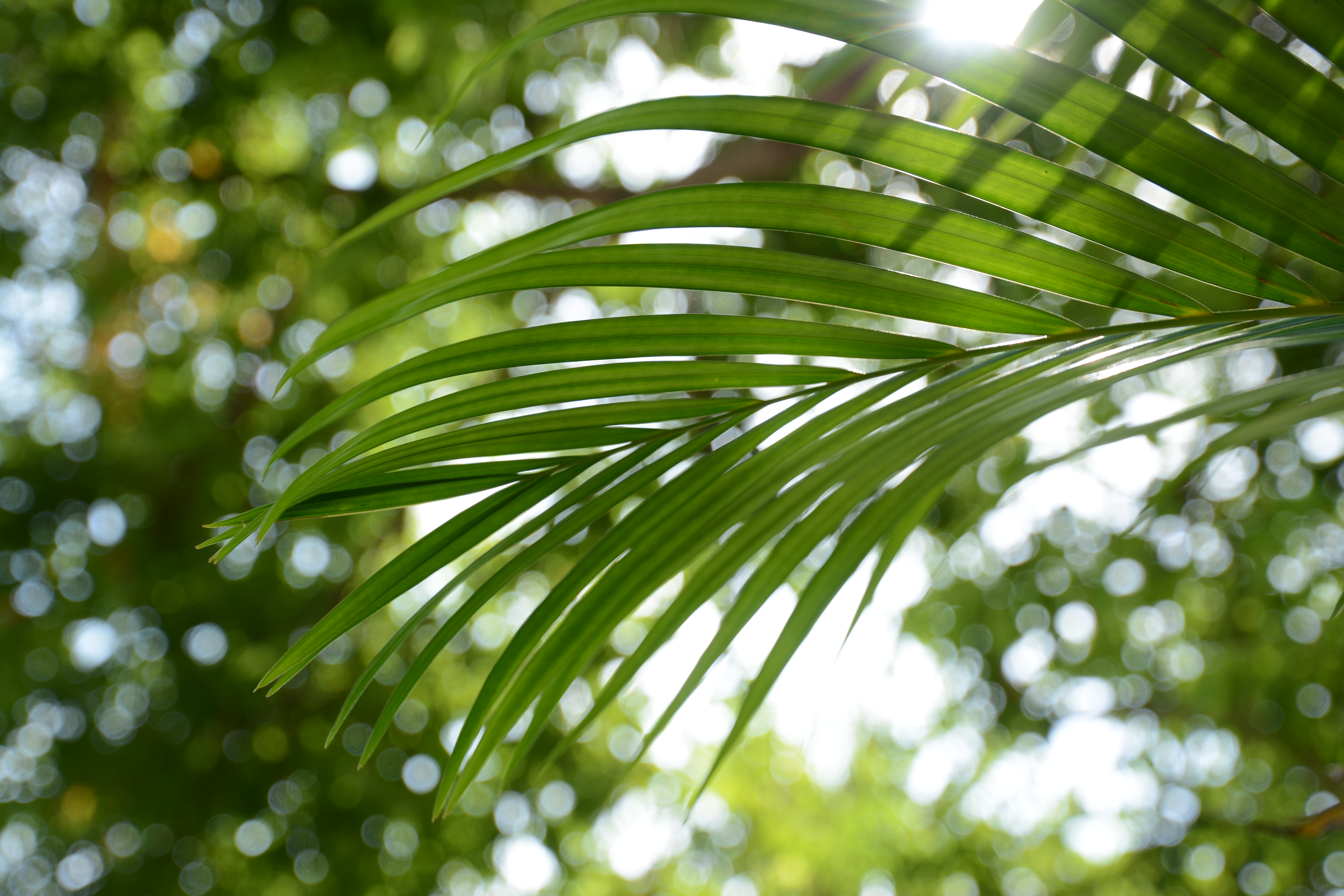 円形絞りを採用しているので、公園で見つけたキレイな植物を撮影した。玉ボケが美しく、逆光にも強い印象だ。D7100／16-300mm F/3.5-6.3 Di II VC PZD MACRO／絞り優先／ISO100／F4.5／1/160秒／+1EV／WB:晴天／38mm