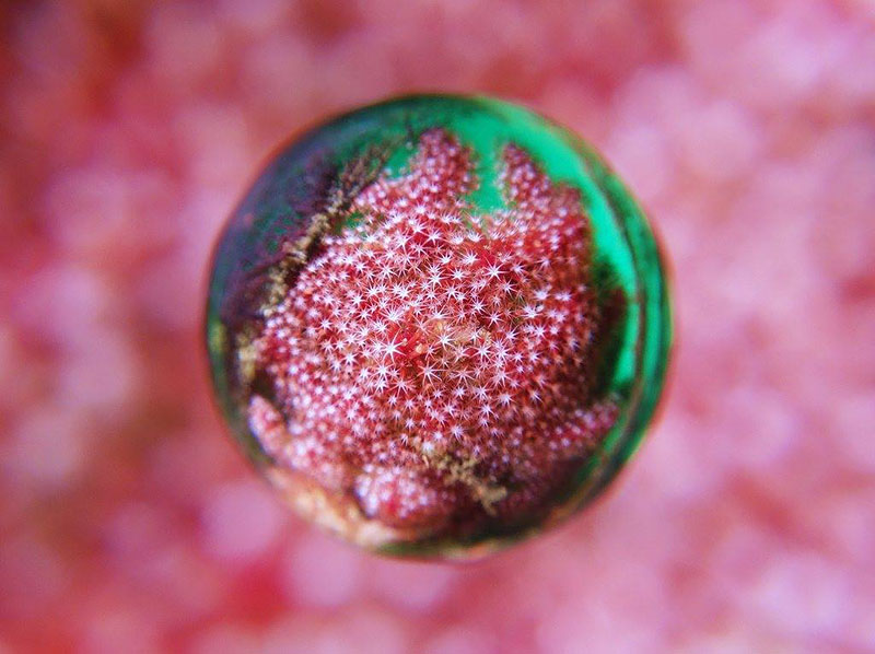 萩原氏が潜っている館山の海ではソフトコーラル（軟らかいサンゴ）が見られる。黒潮と親潮の交じり合うところで、さまざまな魚と出会うこともできる。DSC-RX100、ISO400、F7.1、1/30秒、水中ライト（撮影：萩原慎司氏）