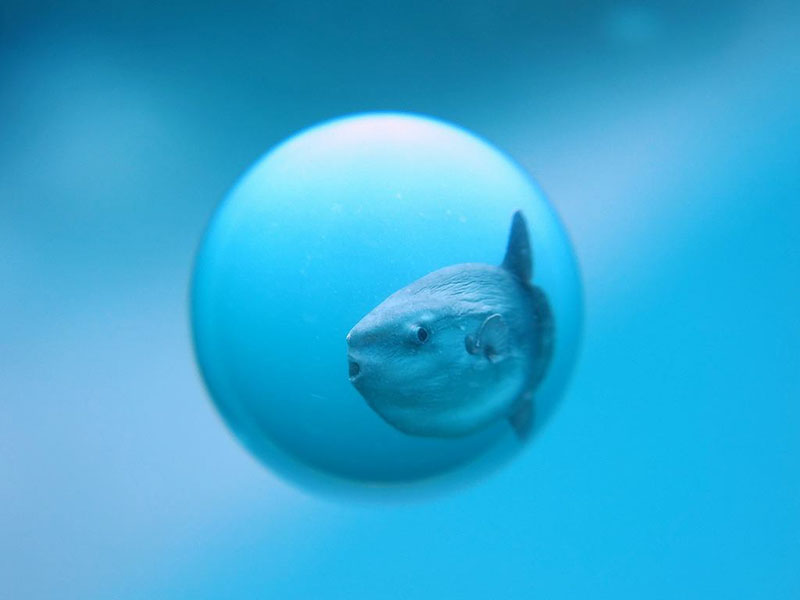 波左間海中公園にはマンボウも生息する。萩原氏はマンボウをコントロールできるマンボウ使いとしても有名だ。DSC-RX100、ISO125、F7.1、1/100秒、水中外部ストロボ（撮影：萩原慎司氏）