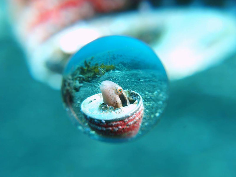 海底の空き缶から顔をのぞかせるニジギンポ。これは楽しいショットですね。DSC-RX100、ISO160、F7.1、1/80秒、水中外部ストロボ（撮影：萩原慎司氏）