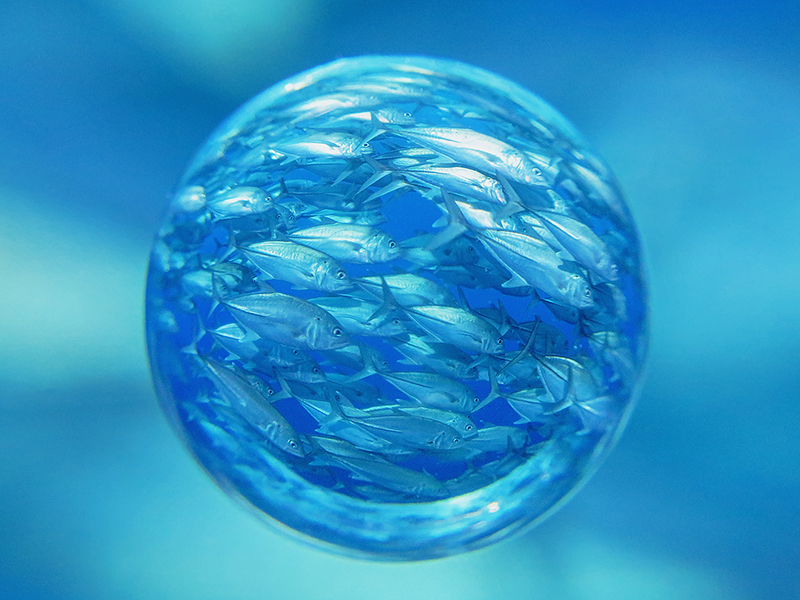 ギンガメアジの大群。魚影が濃いなあ。PowerShot SX280 HS、INON UCL-165/330M67、ISO640、F8、1/200秒、AUTOフォーカス（マクロ）、INON Z240 ストロボFULL発光（撮影：塩入淳生氏）