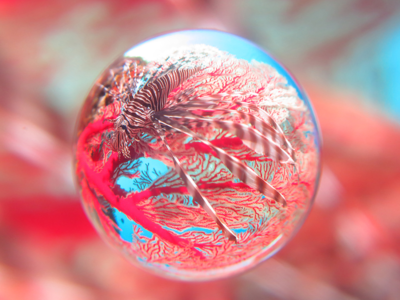 ハナミノカサゴ。PowerShot S100、INON UCL-100M67、ISO640、F8、1/200秒、Mフォーカス、INON Z240 ストロボFULL発光（撮影：塩入淳生氏）