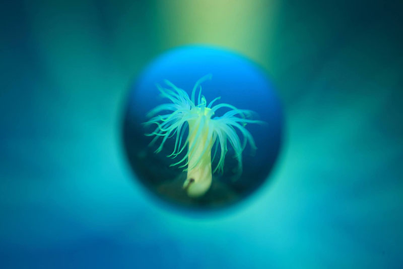 オオカワリイソギンチャク。放射状に広がるバックのボケも美しい。EOS 5D Mark II、EF 40mm F2.8 STM、ISO400、F6.3、1/25秒、水中ライト（撮影：岡空圭輔氏）