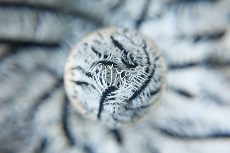 ウミシダ。水中の生物って、まったく不思議な形状をしてますね。EOS 5D Mark II、EF 40mm F2.8 STM、ISO800、F16、1/80秒、水中外部ストロボ（撮影：岡空圭輔氏）