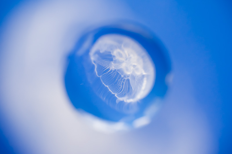 水族館で私が写したクラゲ。35mmフルサイズだと被写界深度が浅くなり、絞りF8でもこんな感じでボケるようになる。ニコンD600、AF-S DX Micro NIKKOR 40mm f/2.8G、ISO3200、F8、1/50秒