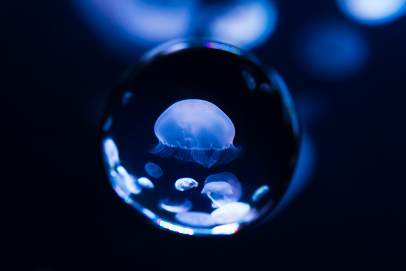 こちらは焦点距離25mmのレンズを使い、絞り11で撮影。球の輪郭がハッキリしてきた。水の色が違うのは照明の影響。ニコンD600、カールツァイスDistagon T* 2.8/25、ISO3200、F11、1/15秒