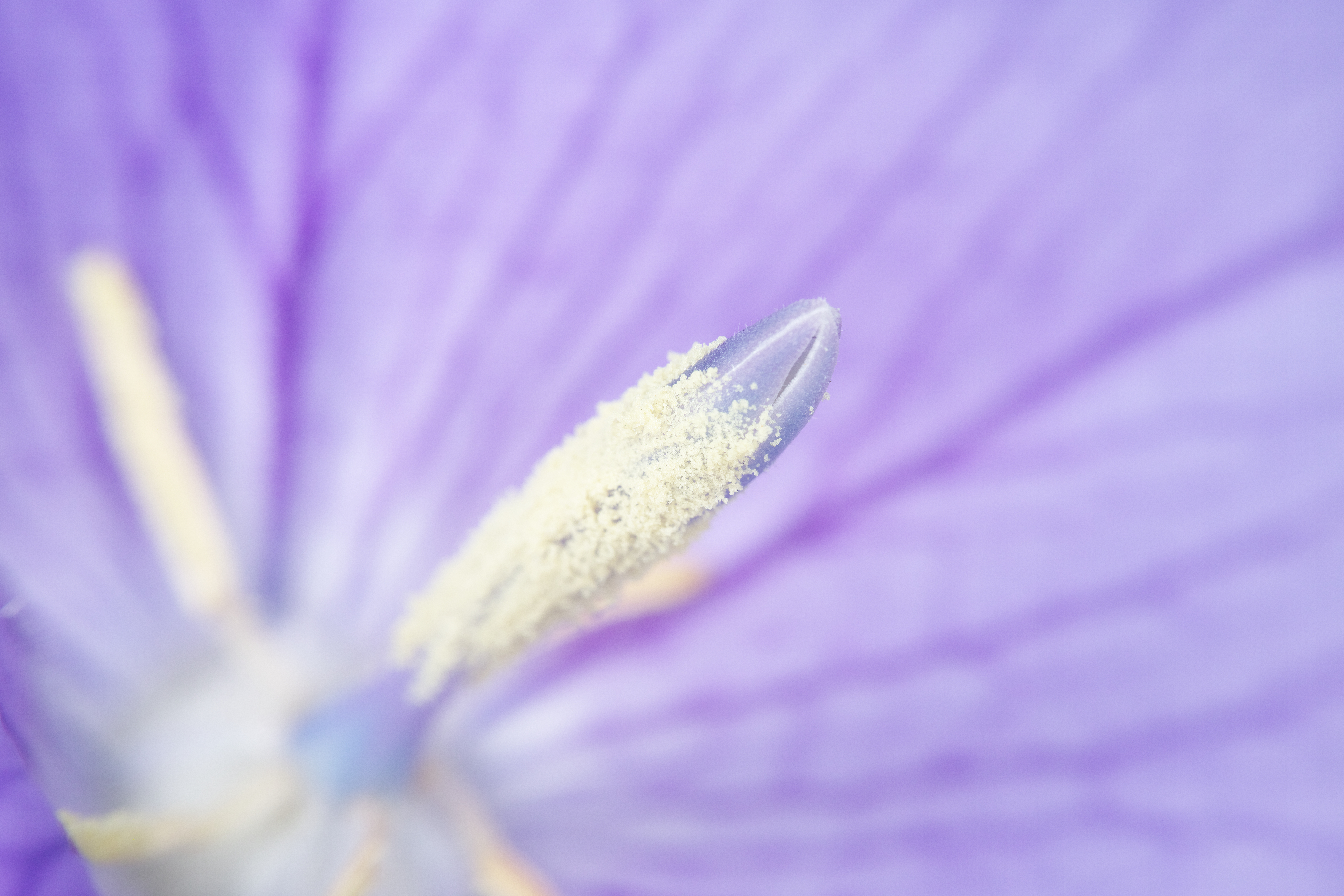 キキョウの花の中心部。花粉が付着しているのは実は未成熟な雌しべ。自家受粉を防ぐためのメカニズムだそうだ。1/1,000秒 / F11 / ISO100 / マニュアル露出