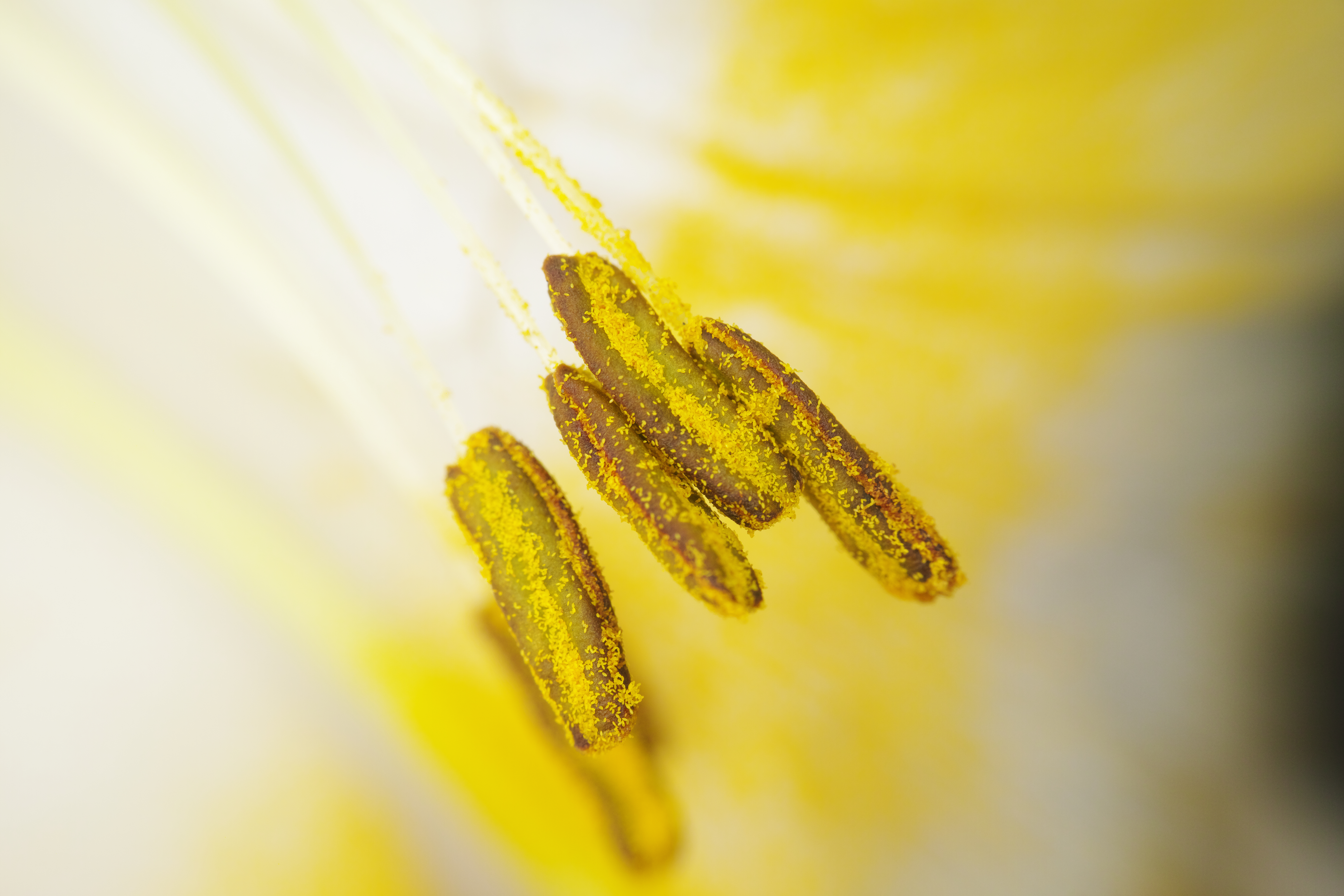 テッポウユリの雄しべ。袋状の雄しべから、米粒のような花粉があふれ出しているのが分かる。1/1,000秒 / F11 / ISO100 / マニュアル露出