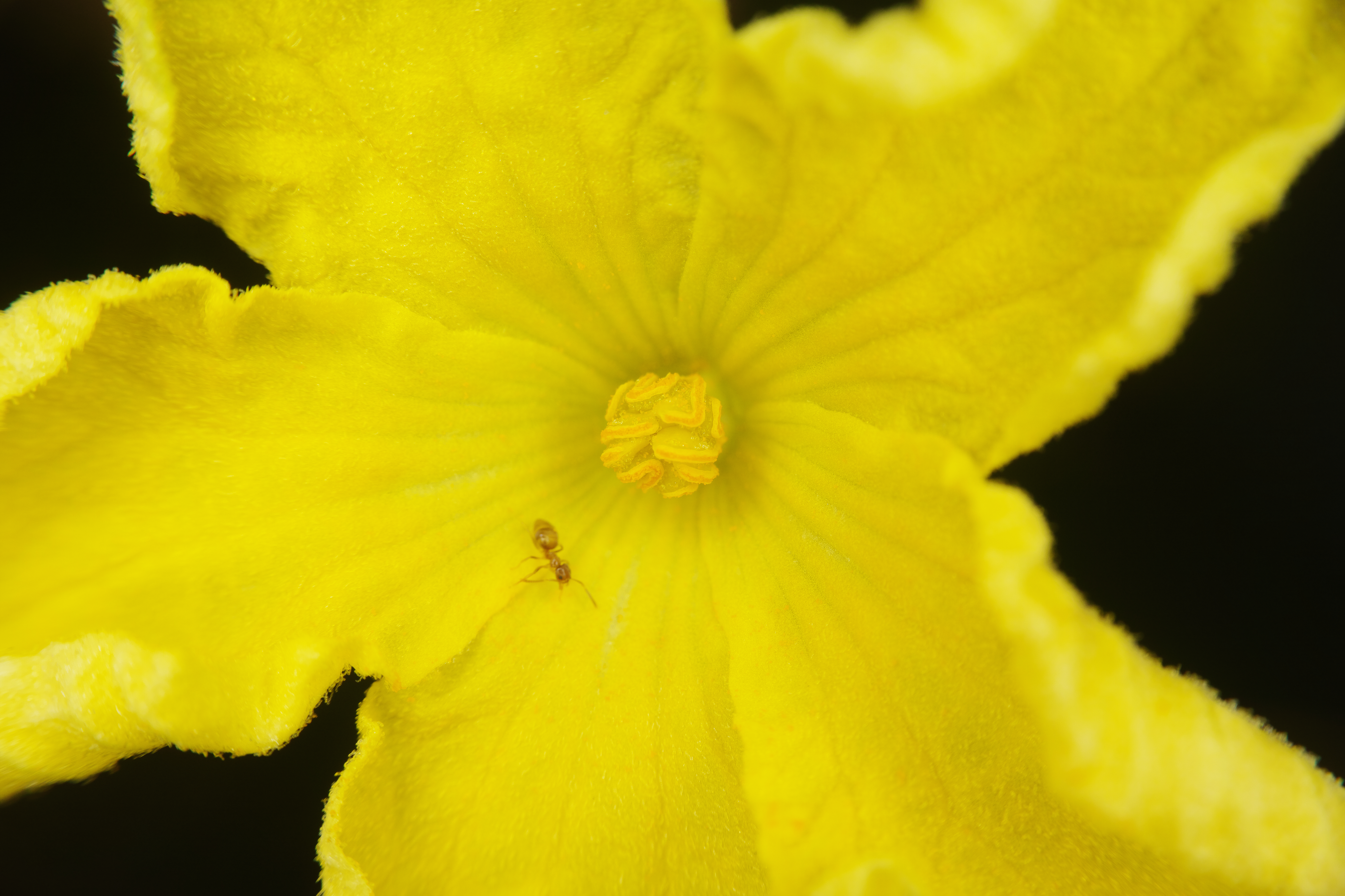 ゴーヤの花だが、あらためて調べると雄花と雌花があるそうだ。これは花粉を分泌する雄しべを備えた雄花である。1/160秒 / F11 / ISO100 / マニュアル露出