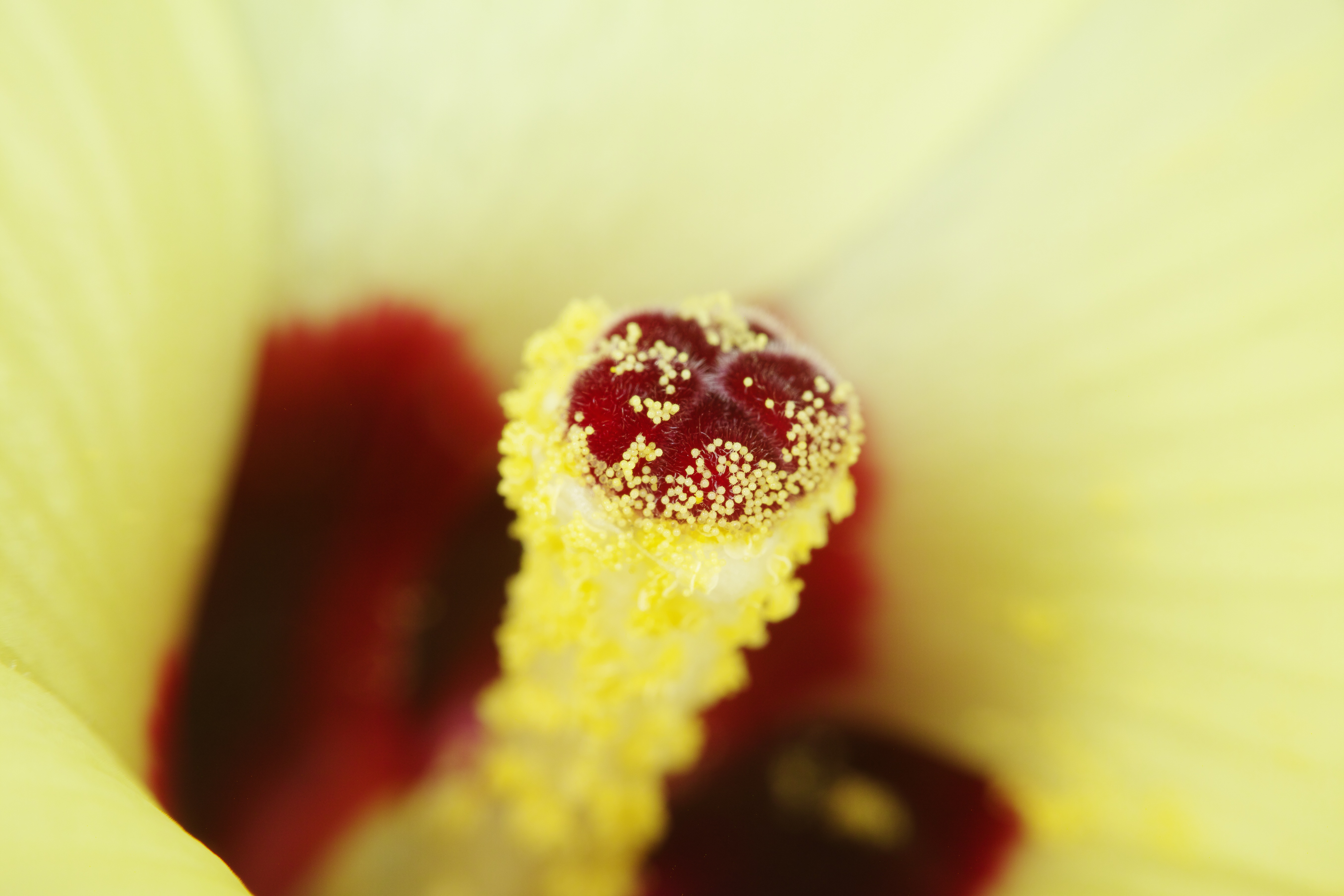 オクラの花の雌しべ。昆虫によって運ばれたと思われる花粉が付着している。雌しべは微毛に覆われ、花粉の1つ1つに微細なトゲが確認できる。1/1,000秒 / F11 / ISO100 / マニュアル露出
