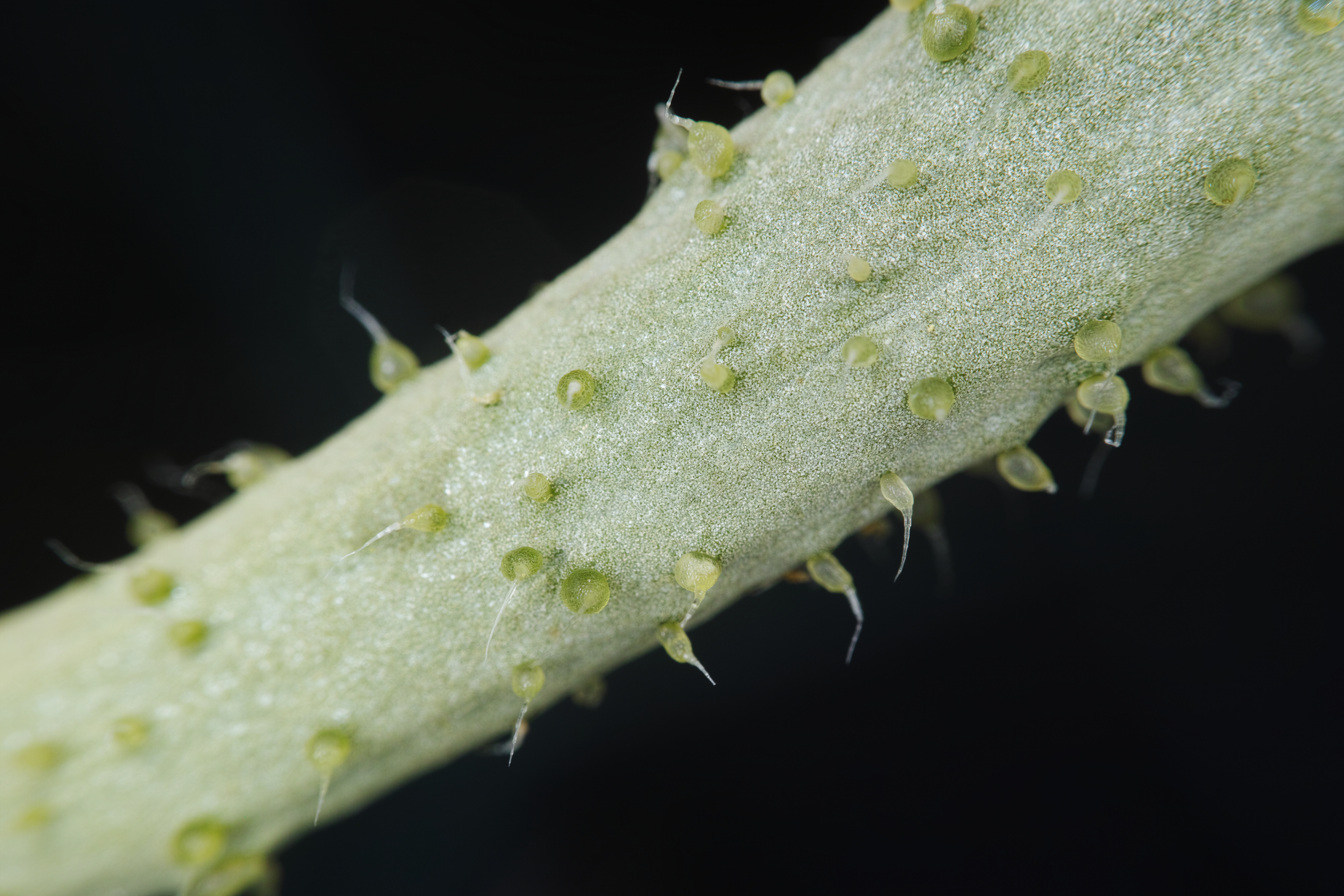 成長過程の小さなキュウリを撮ってみた。拡大してみると、全く異世界の存在のように見える。1/1,000秒 / F11 / ISO100 / マニュアル露出