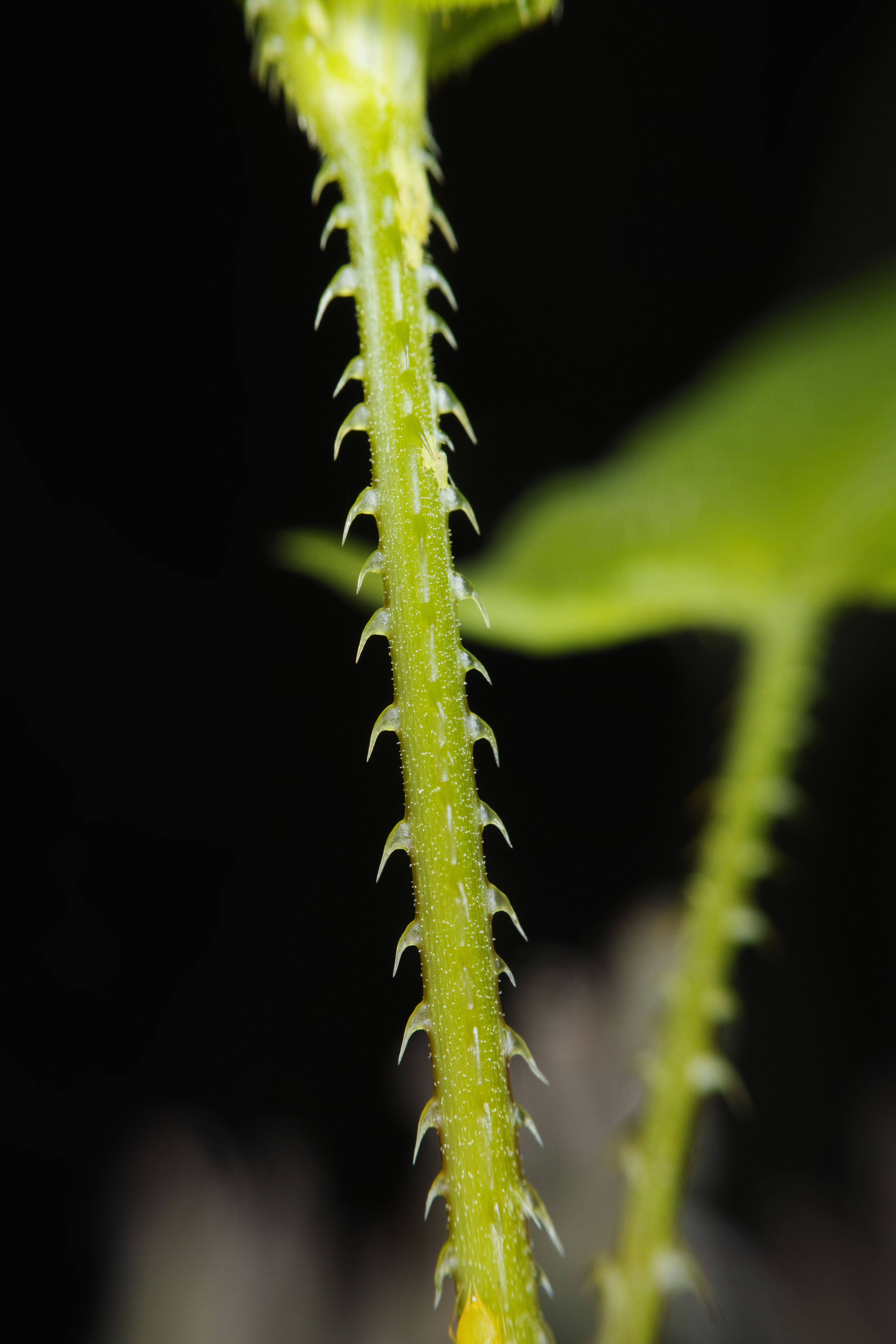 ママコノシリヌグイ（継子の尻ぬぐい）という名が付けられたつる性植物だが、茎全体に鋭いトゲが生えているから怖ろしい。これはその成長過程の柔らかい部分で、瑞々しい細胞の1つ1つが確認できる。1/1,000秒 / F11 / ISO100 / マニュアル露出