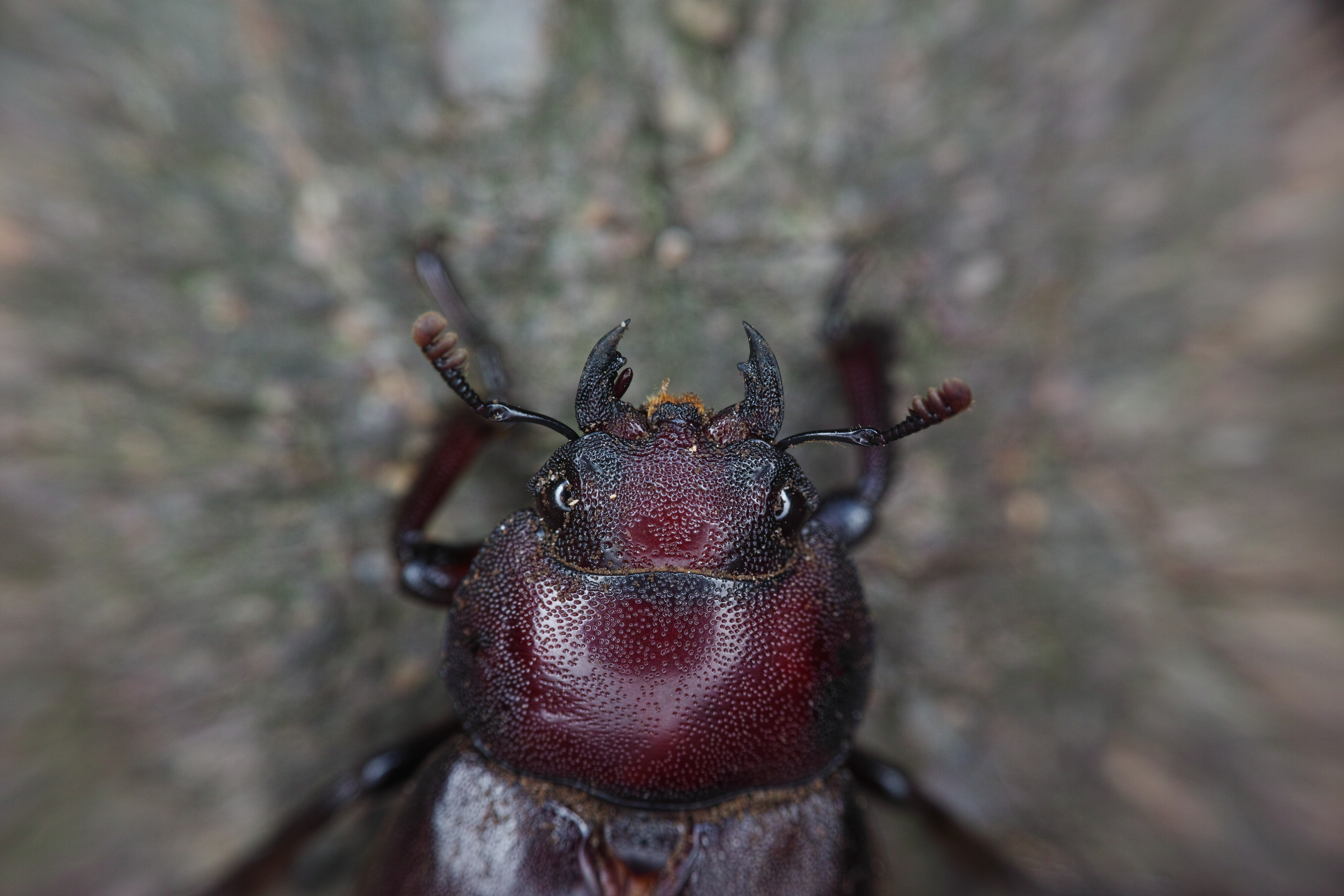 雑木林で見つけた、ノコギリクワガタのメス。オスに較べて地味な存在のようだが、拡大して見ると工芸品のような質感が美しい。1/125秒 / F11 / ISO100 / マニュアル露出