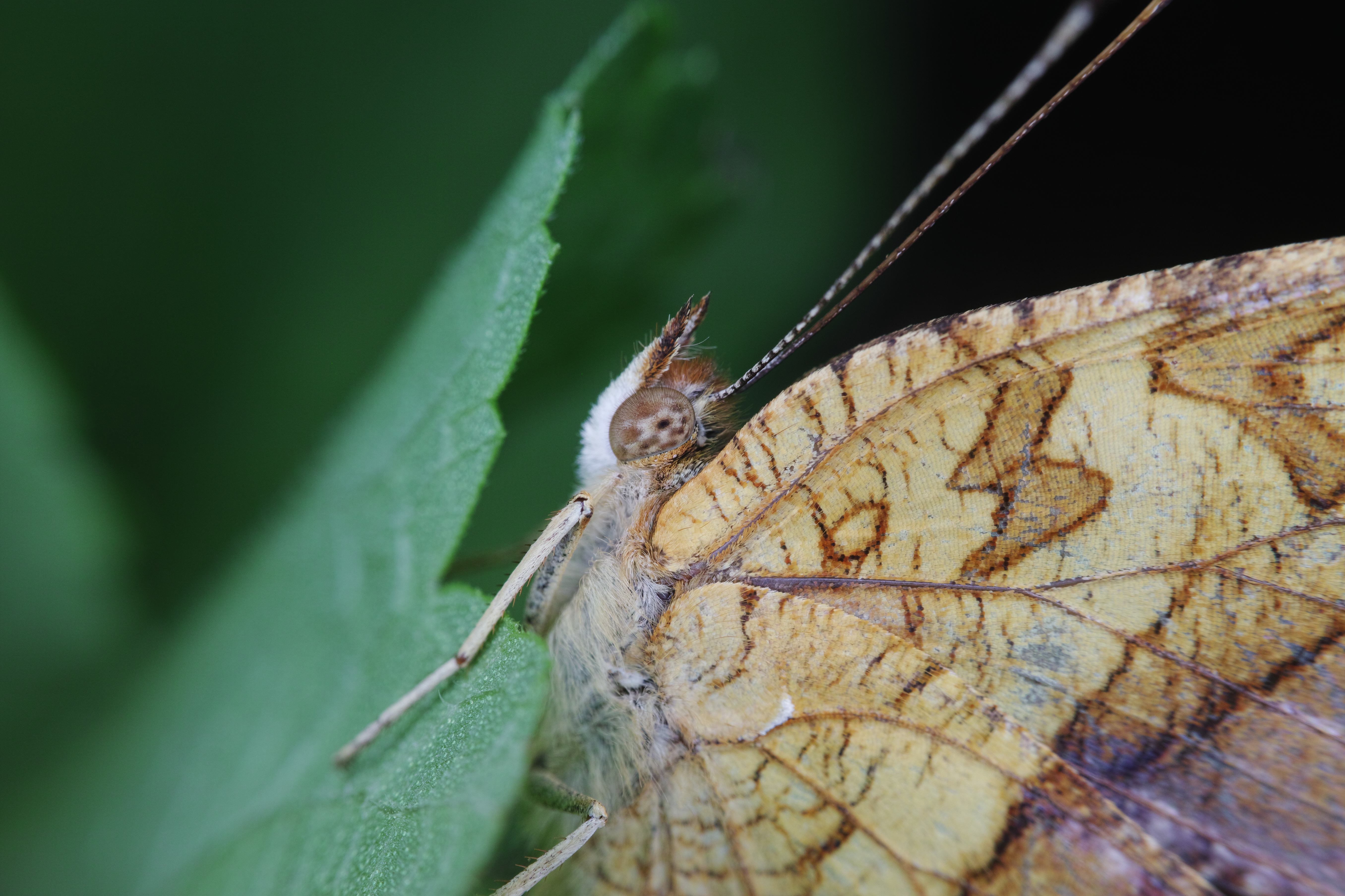 大人しく葉っぱに止まっていたヒメアカタテハ。鱗粉の1つ1つがしっかり描写されている。1/125秒 / F11 / ISO100 / マニュアル露出