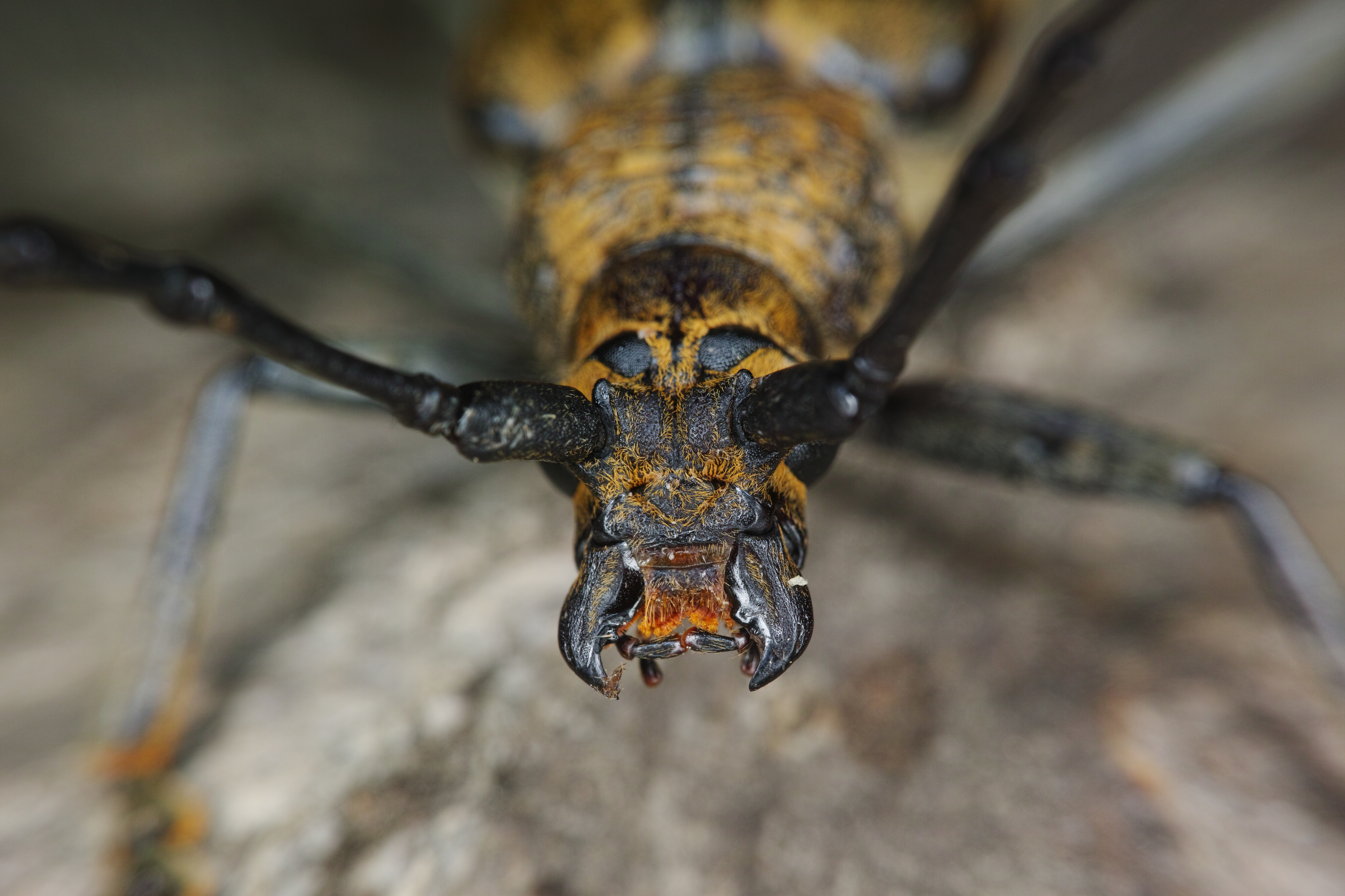 凶暴な面構えのウスバカミキリ。あらためて気付いたのだが、複眼が頭の後に回り込んで、正面からほとんど見えない。そのかわり太くて長い触角が前方に突き出している。夜行性のため目よりも触角の方が役に立つのだろう。1/160秒 / F11 / ISO100 / マニュアル露出