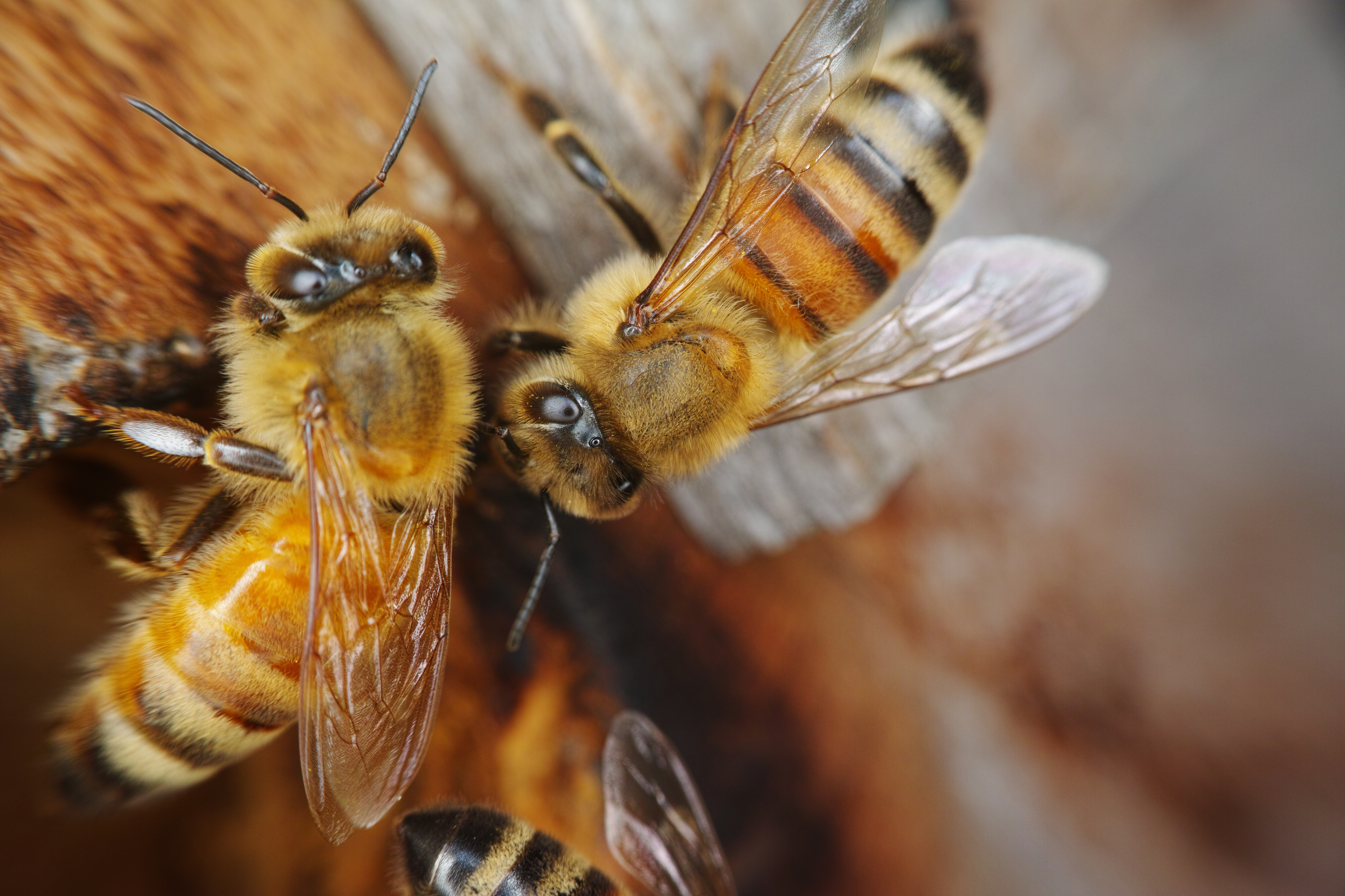 このミツバチは、昆虫写真家の海野和男先生のアトリエに設置された巣箱を撮影させてもらった。ミツバチは大人しいハチなので、カメラを近づけて撮影しても刺される心配はあまりない。しかし盛んに動くミツバチを今回のシステムで撮影するのは至難のワザだ。1/125秒 / F11 / ISO100 / マニュアル露出