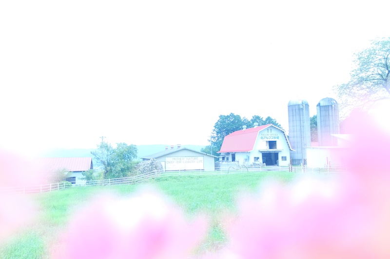 北アルプス牧場で買ったお花でピンクのかわいい前ボケを作りました。マニュアル　絞り：F2　シャッター速度：1/500秒　ISO200　焦点距離：7.1mm　ASTIA　ホワイトバランス：オート（R-7、B＋7）　Dレンジ：200％　撮影：山本まりこ