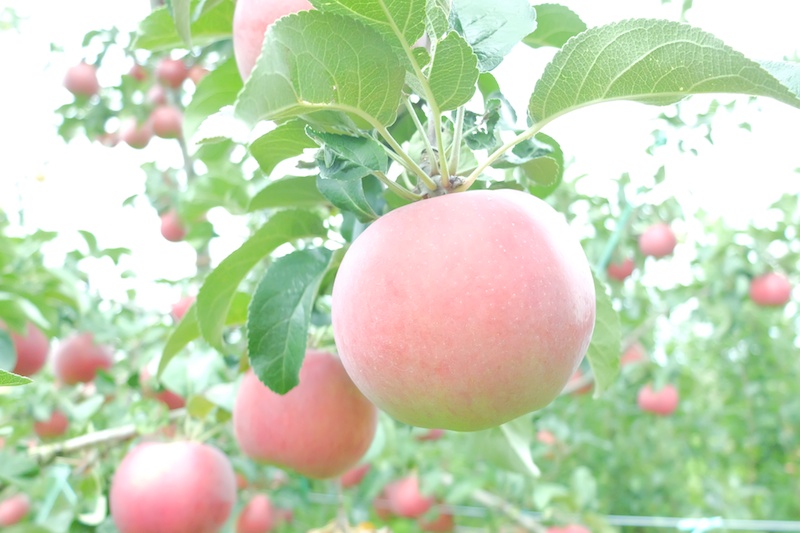 果物の直売所のおじさんとお話をしていたら、リンゴ農園を撮らせていただくことができました。マニュアル　絞り：F2.5　シャッター速度：1/1000秒　ISO800　焦点距離：7.9mm　ASTIA　ホワイトバランス：オート（R-8、B＋8）　Dレンジ：100％　撮影：山本まりこ