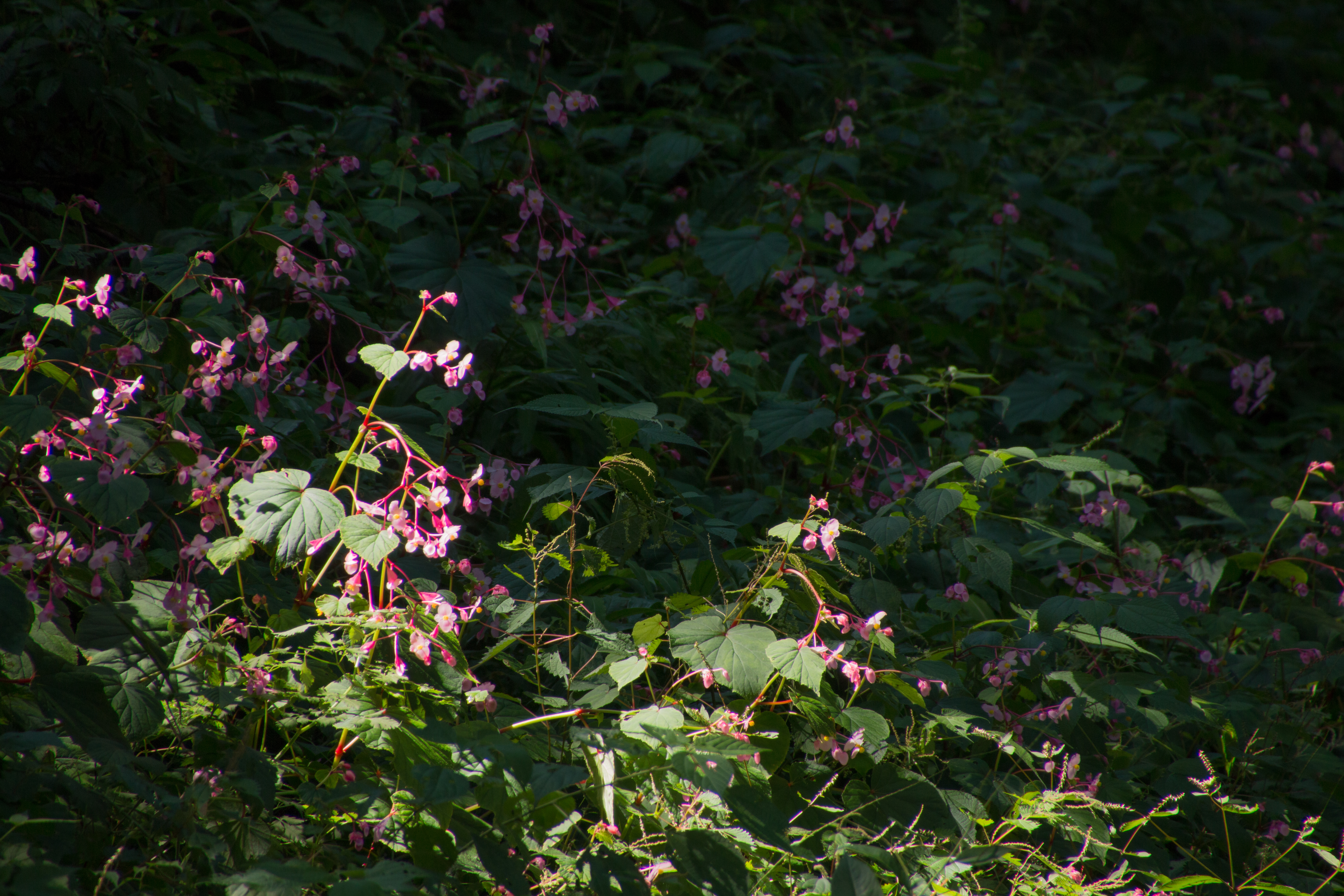 こちらは望遠端。目を凝らさないとわからないほどの小さな風景。光を浴びた花が暗い背景から浮かび上がっている場面ですが、こんな小さな風景でもしっかりと切り取る力を持っているとは驚きです。EOS 70D／16-300mm F/3.5-6.3 Di II VC PZD MACRO／絞り優先／ISO200／F6.3／1/125秒／-0.3EV／300mm