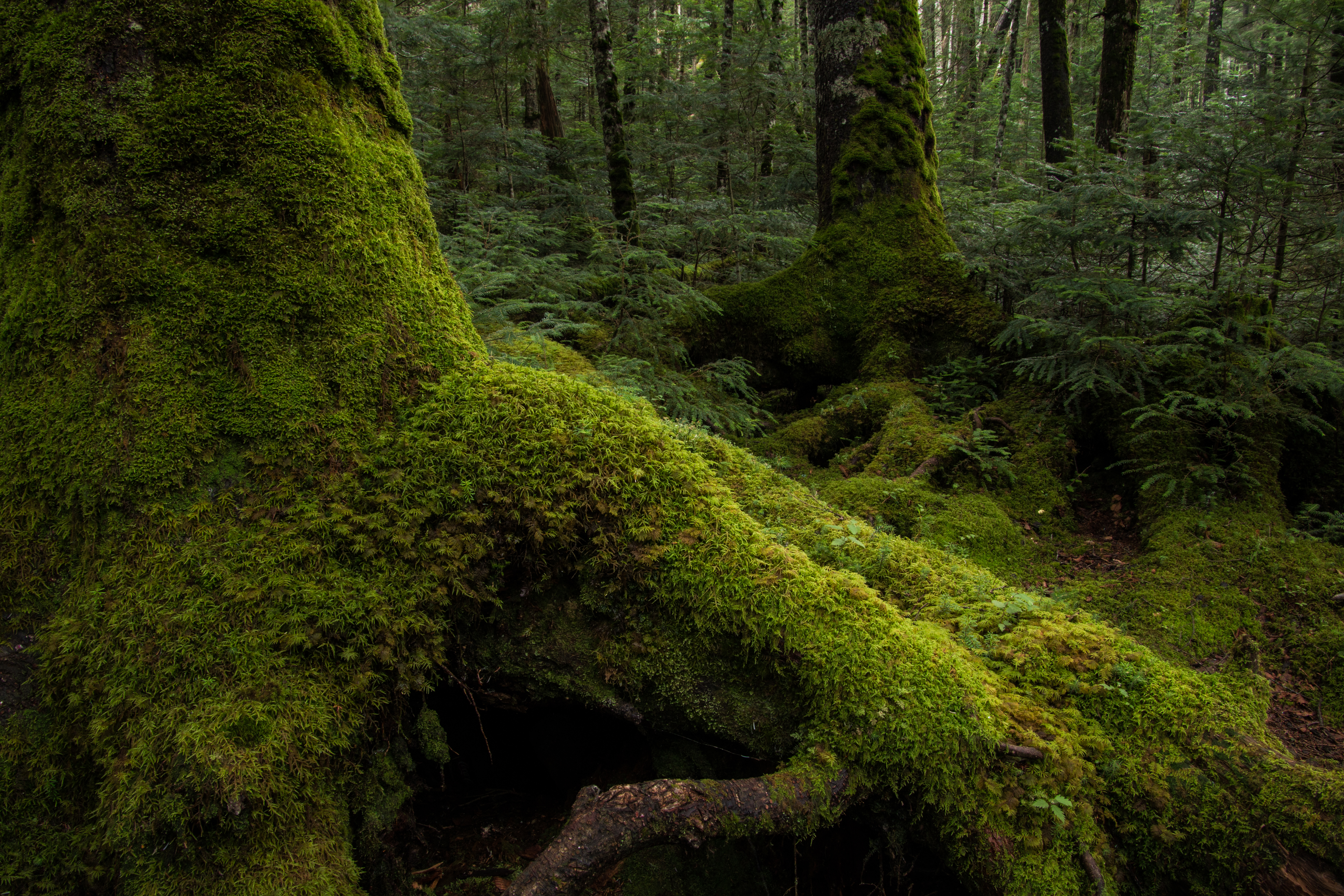 コケに覆われた森。ピントが合っている画面中央あたりに注目すると、匂いや手触りが感じられるほどに質感はリアルです。質感を重視するような被写体に対しても安心して使えるレンズです。EOS 70D／16-300mm F/3.5-6.3 Di II VC PZD MACRO／絞り優先／ISO200／F11／0.5秒／-0.7EV／16mm