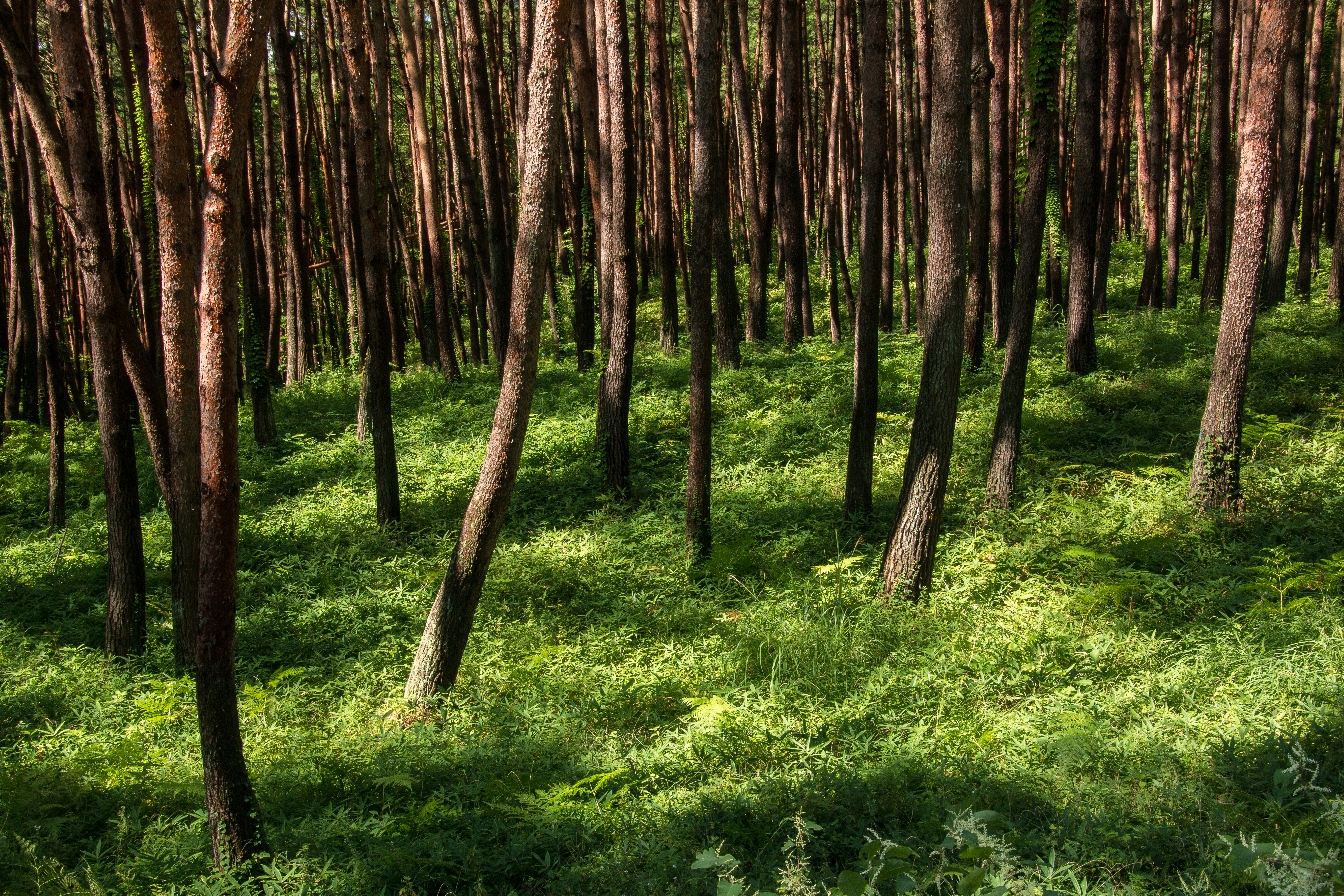 赤松の森の林床では、緑の草が生き生きとして、美しいコントラストを描いていました。その風景をF11に絞り込んでパンフォーカス気味に表現。画面下部の緑は葉一枚一枚が切れ味鋭くシャープに描写されています。EOS 70D／16-300mm F/3.5-6.3 Di II VC PZD MACRO／絞り優先／ISO200／F11／1/10秒／-0.3EV／28mm
