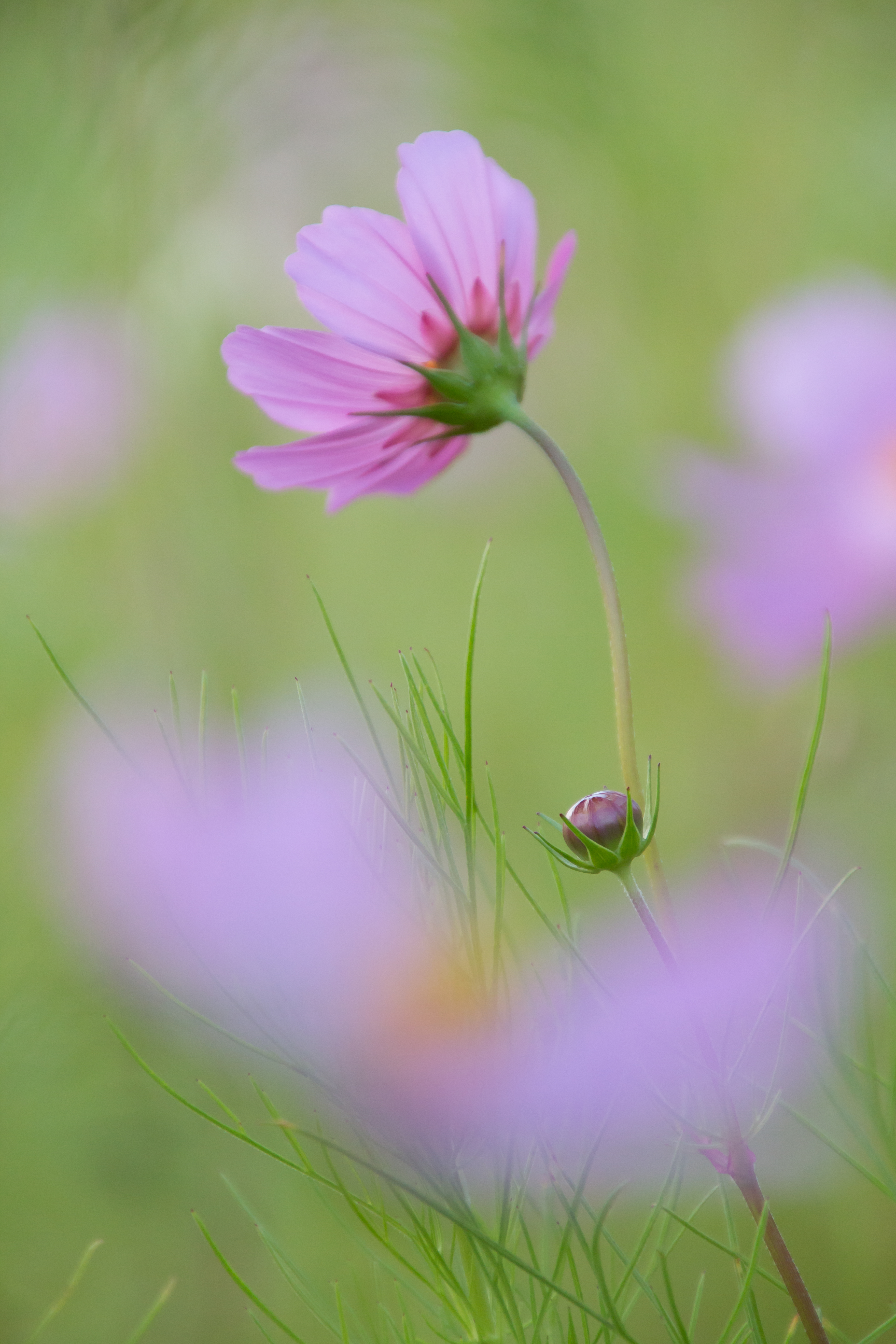 画面中央やや下のピンクは前ボケ、左端と右端は後ボケです。望遠端の開放F値は6.3ですが、これほど柔らかくぼけてくれます。ここまで美しいボケ味が使えるなら、大口径レンズの代わりとして十分使えます。EOS 70D／16-300mm F/3.5-6.3 Di II VC PZD MACRO／絞り優先／ISO800／F6.3／1/40秒／+0.7EV／300mm