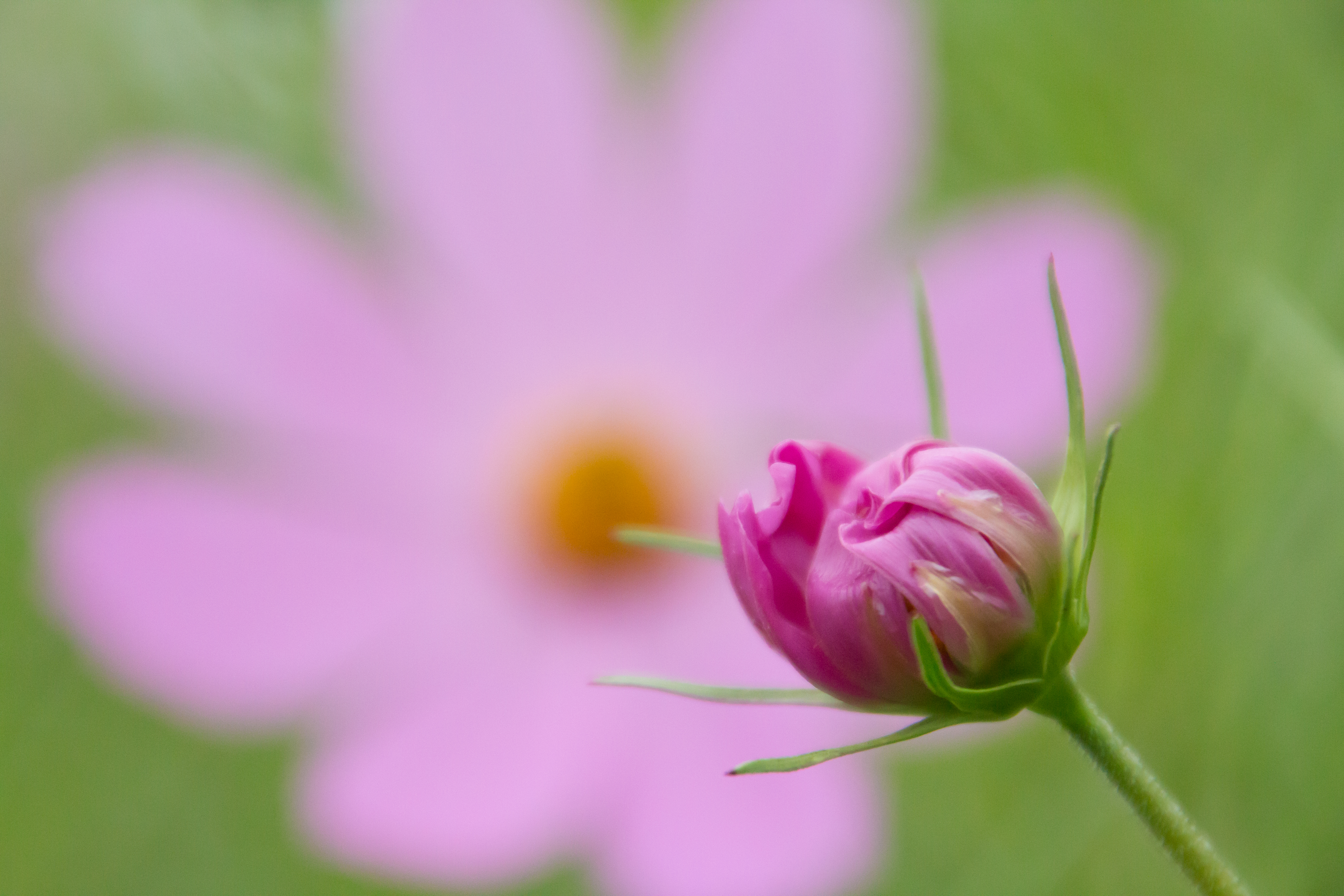 まるでマクロレンズを使って撮影したかのようなクローズアップ写真ではないでしょうか。コスモスの小さな蕾をこれほど大きく写せるので、うっかりマクロレンズを携行しなくても表現に困ることはないでしょう。EOS 70D／16-300mm F/3.5-6.3 Di II VC PZD MACRO／絞り優先／ISO2000／F6.3／1/500秒／0EV／300mm