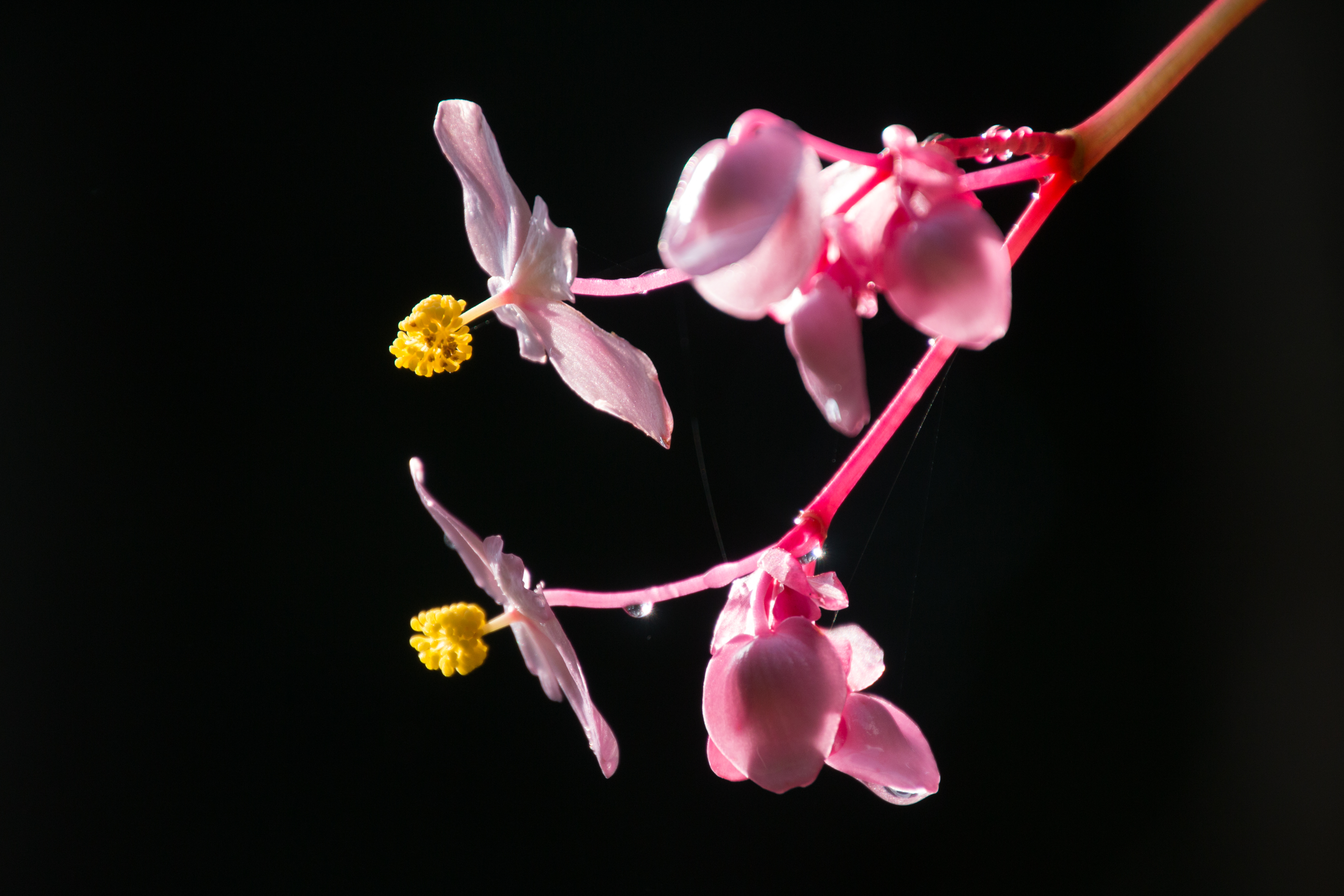 シュウカイドウの花のクローズアップです。暗い背景を選んだので、花だけが浮かび上がっています。実際に撮影するまでは、これほど大きく写せるとは思っていなかったので、ちょっと得をした気分になりました。EOS 70D／16-300mm F/3.5-6.3 Di II VC PZD MACRO／絞り優先／ISO320／F6.3／1/400秒／-1.3EV／300mm