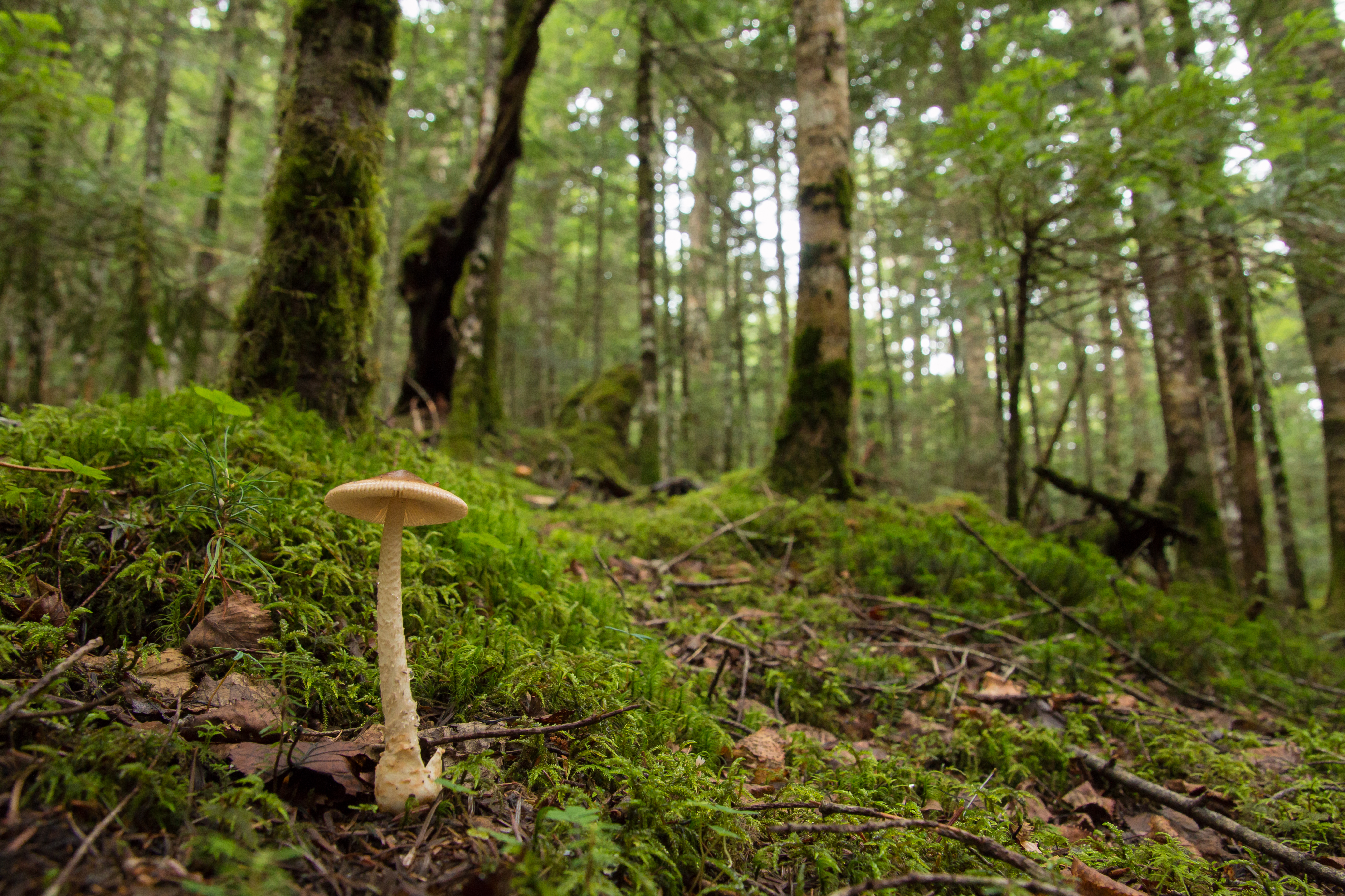 森の中で発見したキノコです。広角端にセットして最短撮影距離で撮影しているため、キノコが大きく写ると同時に、背景もたっぷり見せることができています。EOS 70D／16-300mm F/3.5-6.3 Di II VC PZD MACRO／絞り優先／ISO640／F5.6／1/640秒／-1EV／16mm