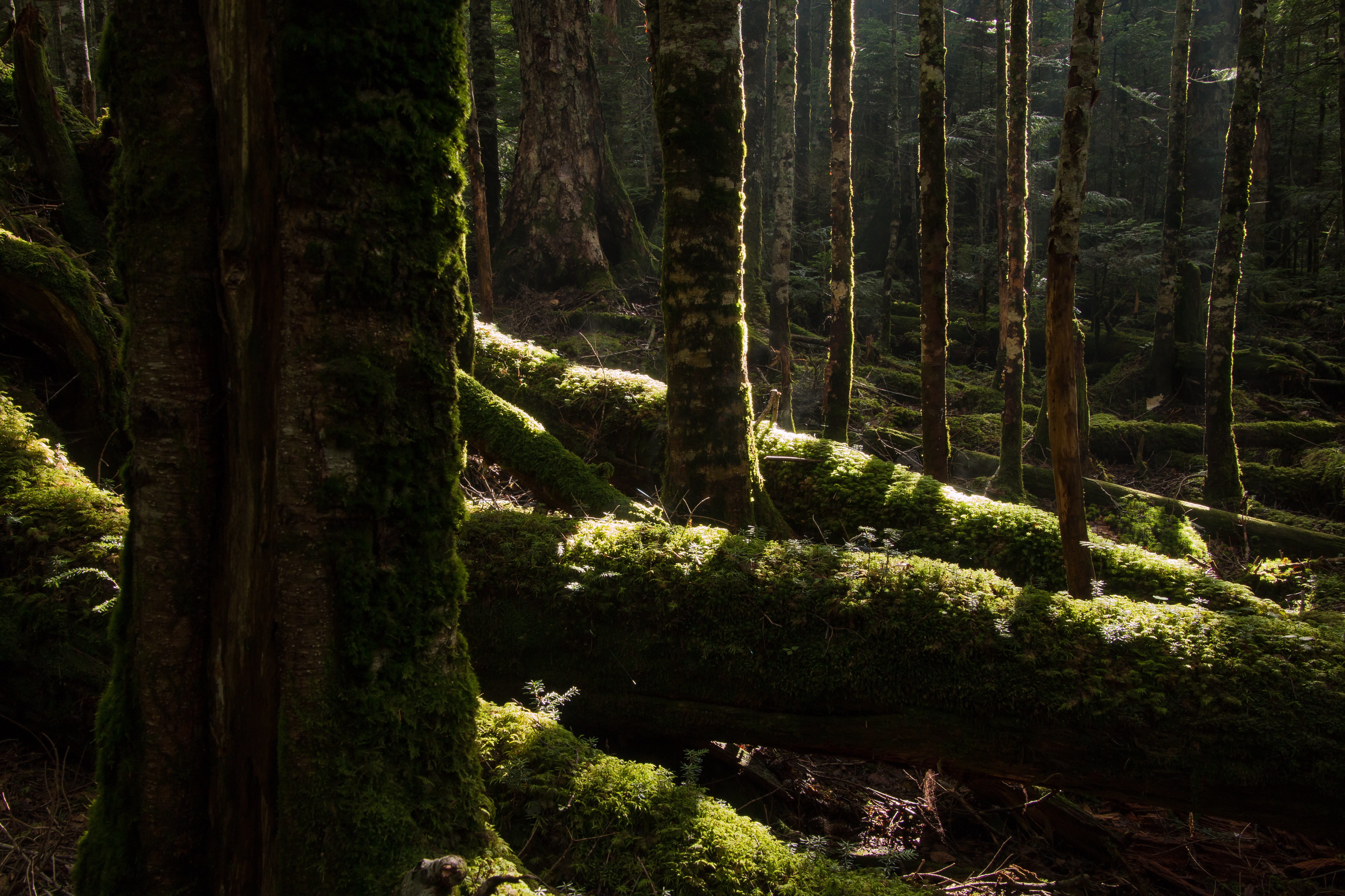 突然光が差し込んだ森の中での撮影。コントラストが非常に強い場面ですが、光を上手く描写してくれました。光の存在感が強く発揮されているように感じます。EOS 70D／16-300mm F/3.5-6.3 Di II VC PZD MACRO／絞り優先／ISO2000／F11／1/10秒／-1EV／26mm
