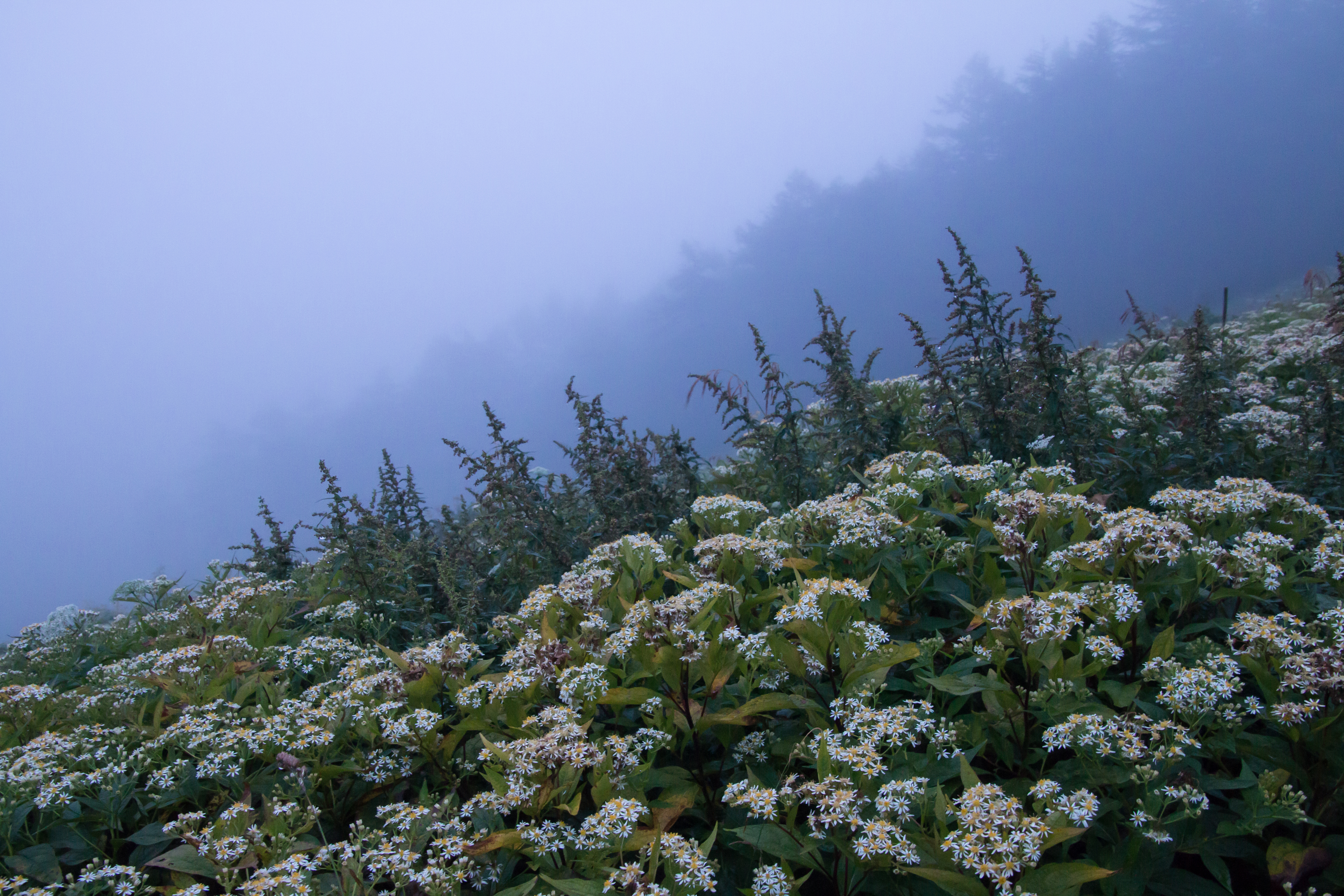 日没間際の暗い高原。花の面を出すため、カメラのモニターを引き出し、頭上に掲げての撮影ですが、強力な手ブレ補正機構のおかげで、1/30秒というシャッタースピードでもまったくブレずに撮影できています。EOS 70D／16-300mm F/3.5-6.3 Di II VC PZD MACRO／絞り優先／ISO1600／F8／1/30秒／-0.7EV／20mm