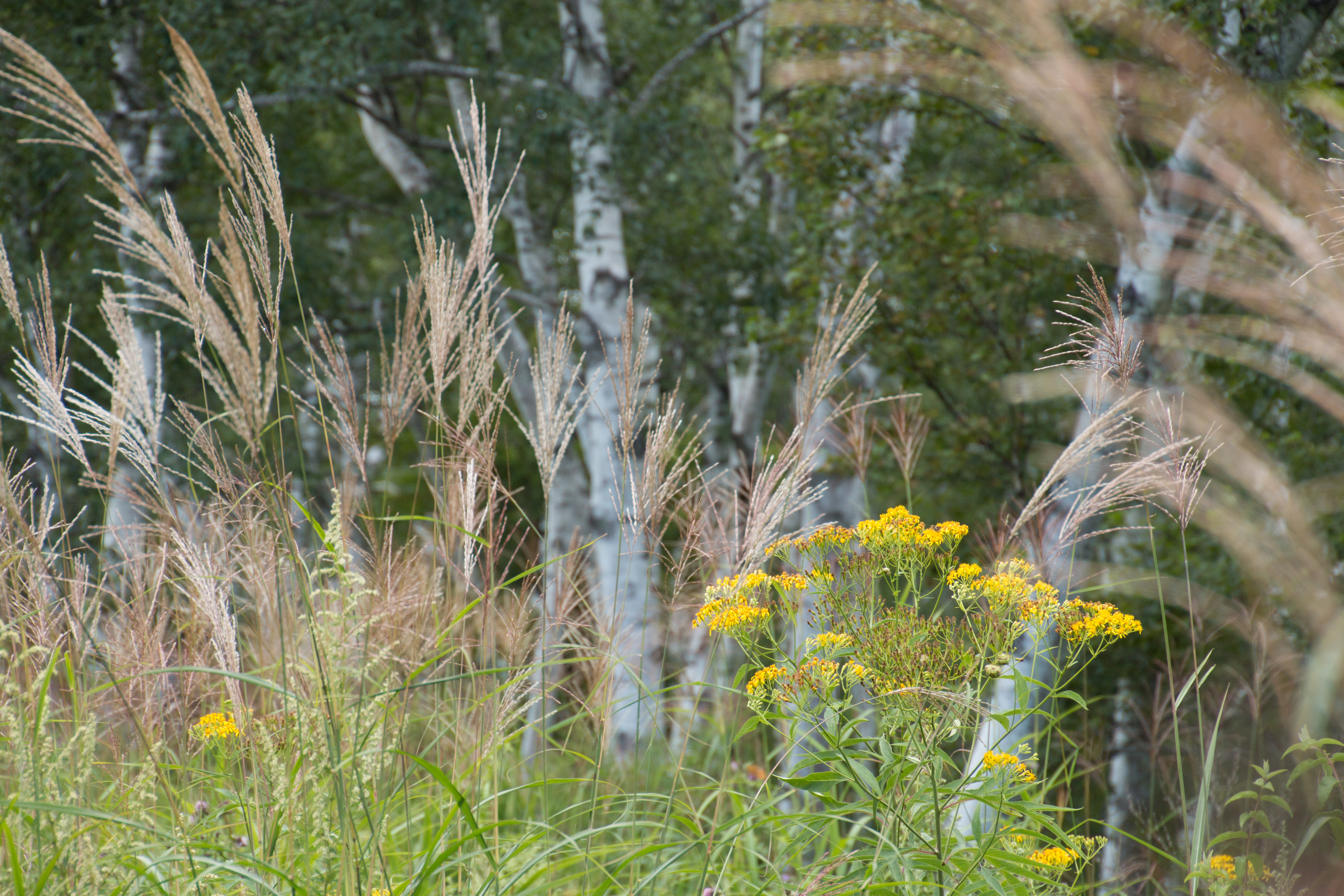 高原に訪れた秋の気配をスナップするような感覚で手持ち撮影したものです。手ブレ補正機構が強力なので、望遠域を使うような撮影でも、安心して手持ち撮影を行なうことができるのは嬉しい限りです。EOS 70D／16-300mm F/3.5-6.3 Di II VC PZD MACRO／絞り優先／ISO200／F5.6／1/160秒／0EV／117mm