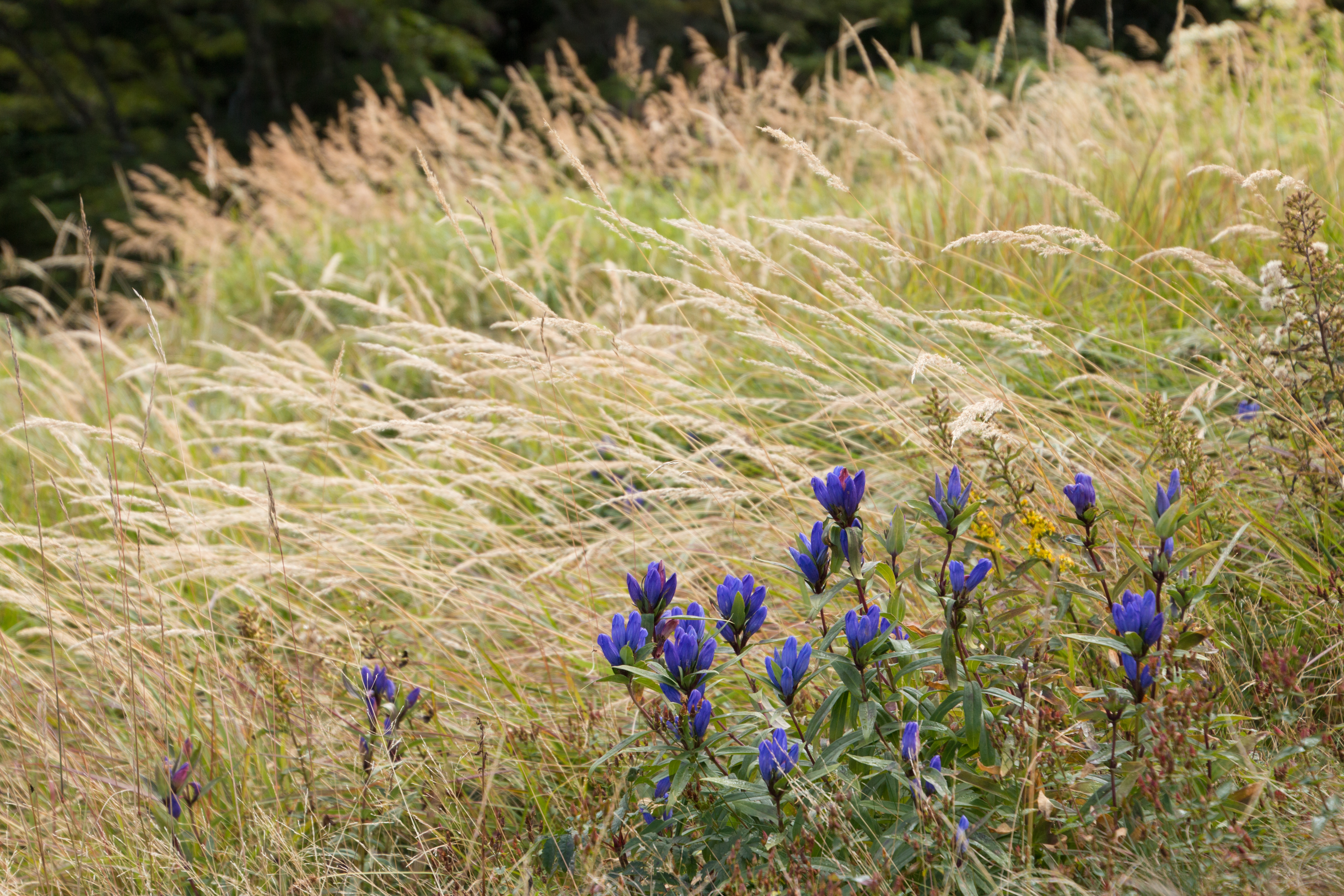 秋の高原を象徴するリンドウ。背景には枯れ色を配して、リンドウの花を強調しています。AFが静かに動作するので高原の雰囲気を損ねることなく、静かな自然の空間を満喫できます。EOS 70D／16-300mm F/3.5-6.3 Di II VC PZD MACRO／絞り優先／ISO200／F6.3／1/250秒／0.3EV／66mm