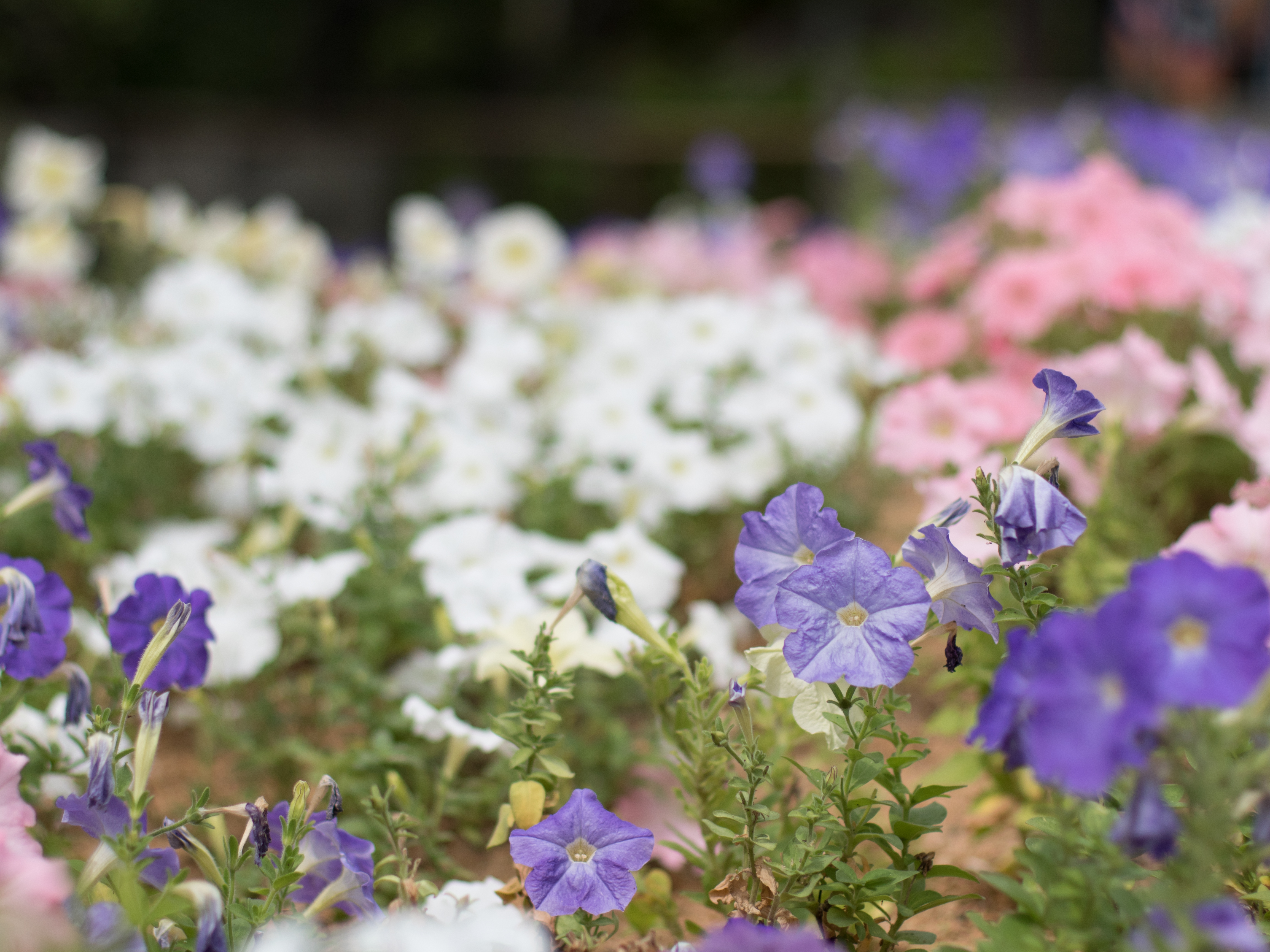 GH4 / EF 50mm F1.4 USM / 1/6,400秒 / F2 / +0.66EV / ISO200 / WB:オート