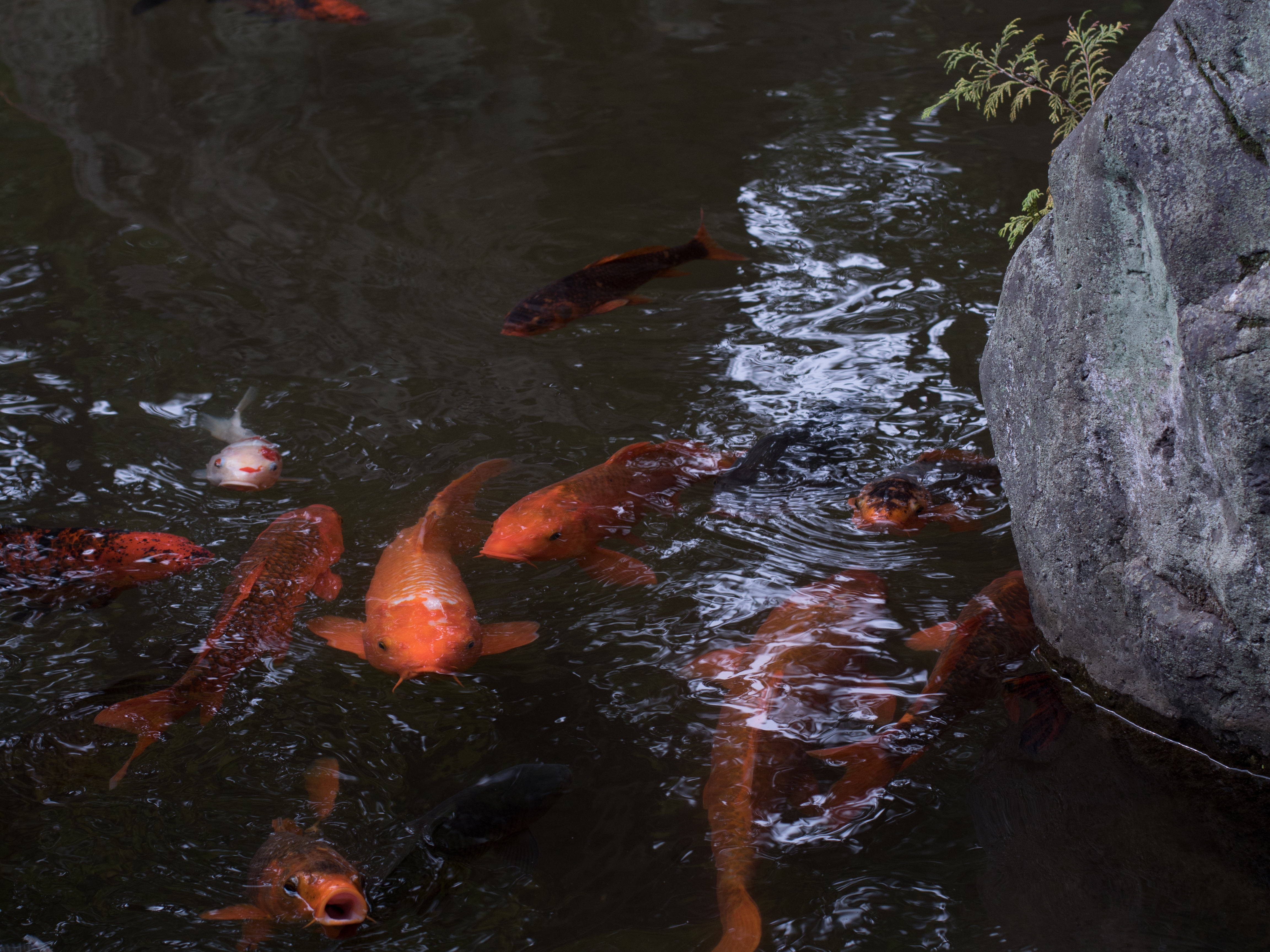 GH4 / EF 50mm F1.4 USM / 1/160秒 / F5.6 / -1.33EV / ISO200 / WB:オート