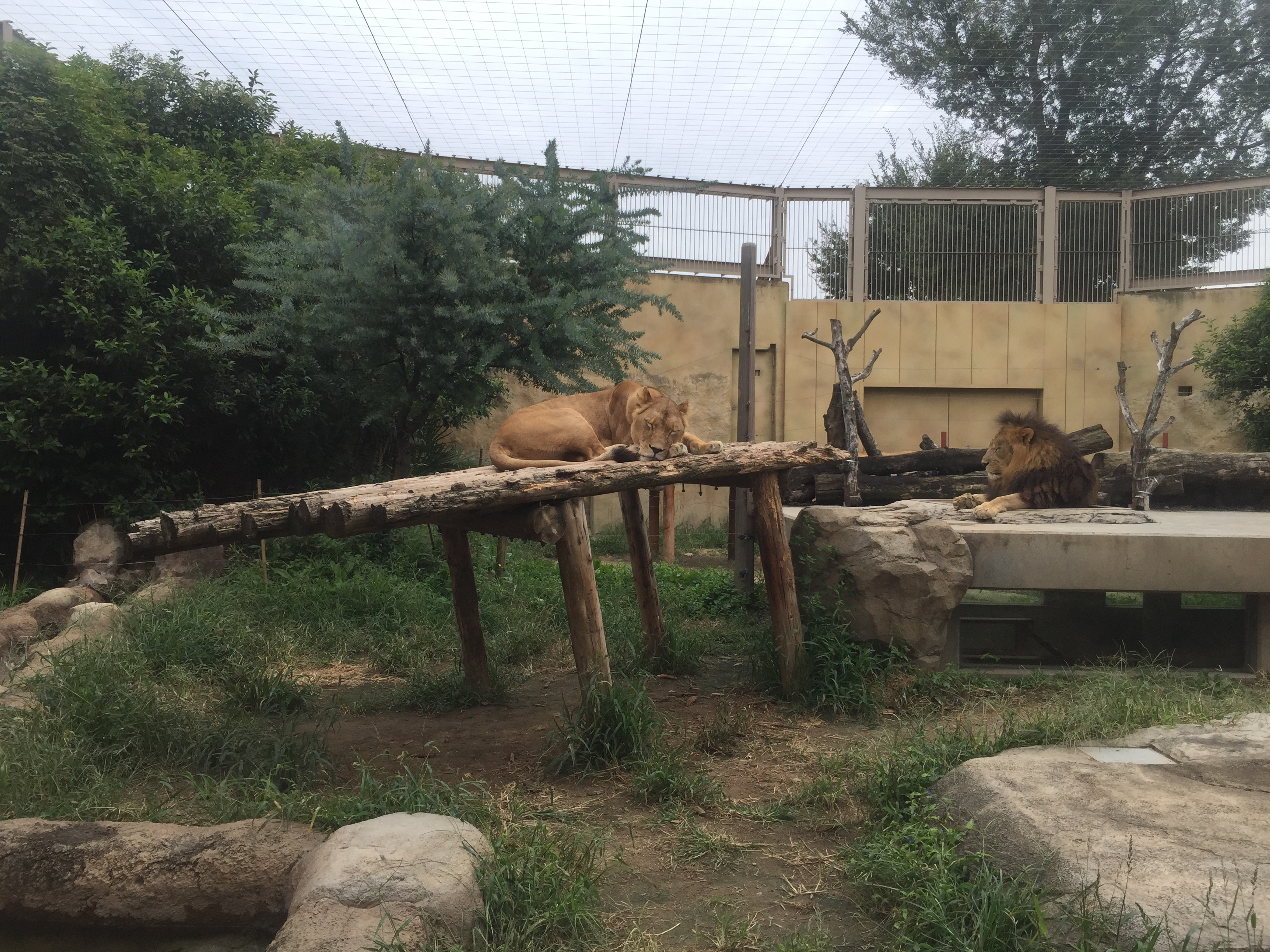 ズーム機能（デジタルズーム）を使って撮影すると、のっぺりとした画になってしまう。クリックで元画像にリンク