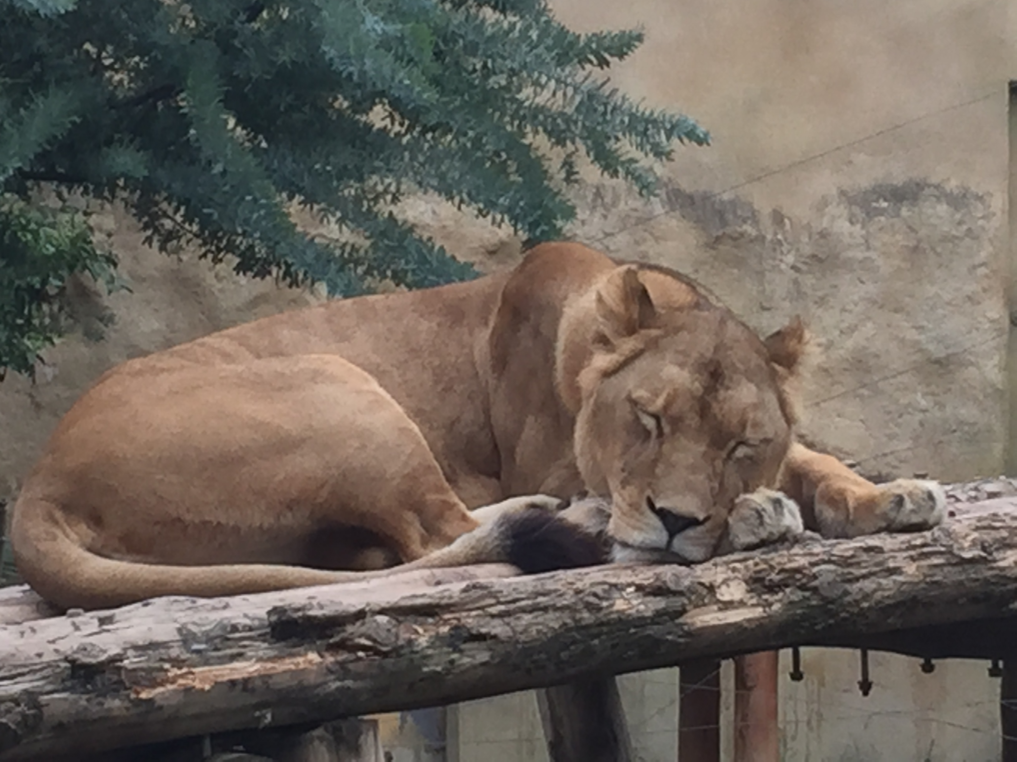 ズーム機能（デジタルズーム）を使って撮影すると、のっぺりとした画になってしまう。クリックで元画像にリンク