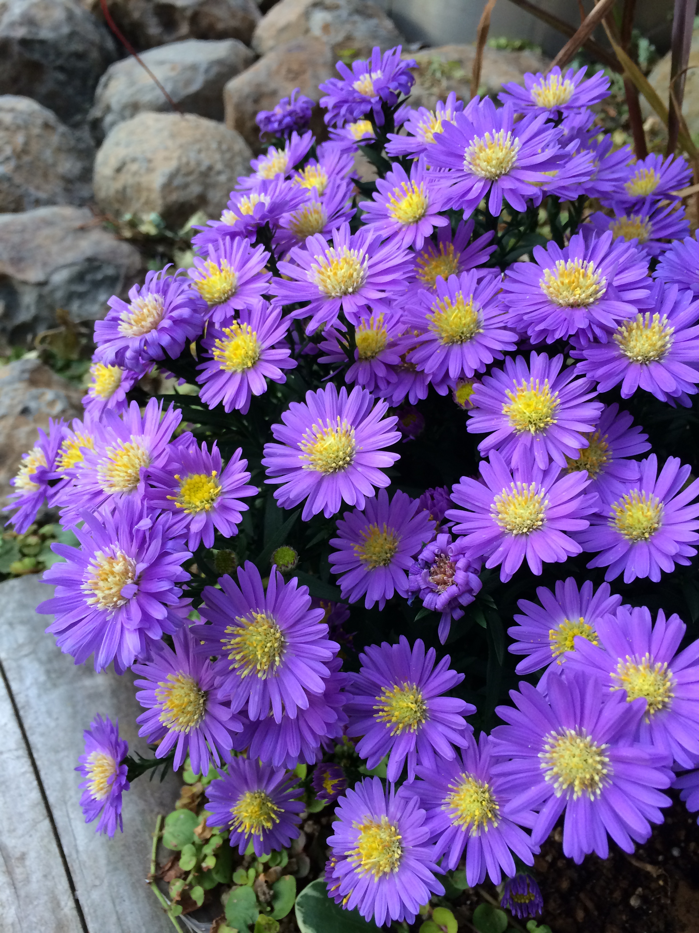 iPhone 5s / ISO50 / 1/30秒